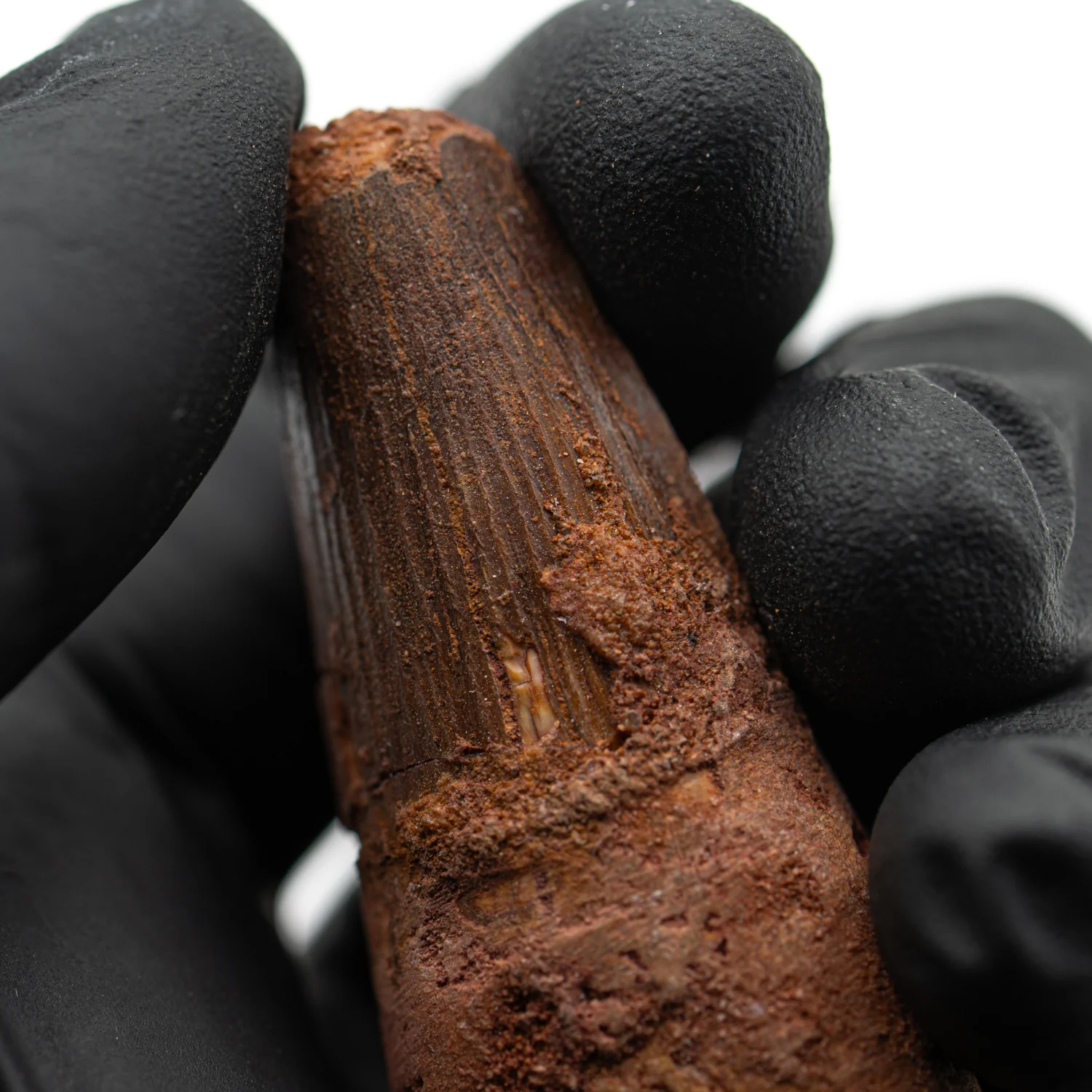 Spinosaurus Tooth - SOLD 2.199" Natural Wear Fossil - Image 3