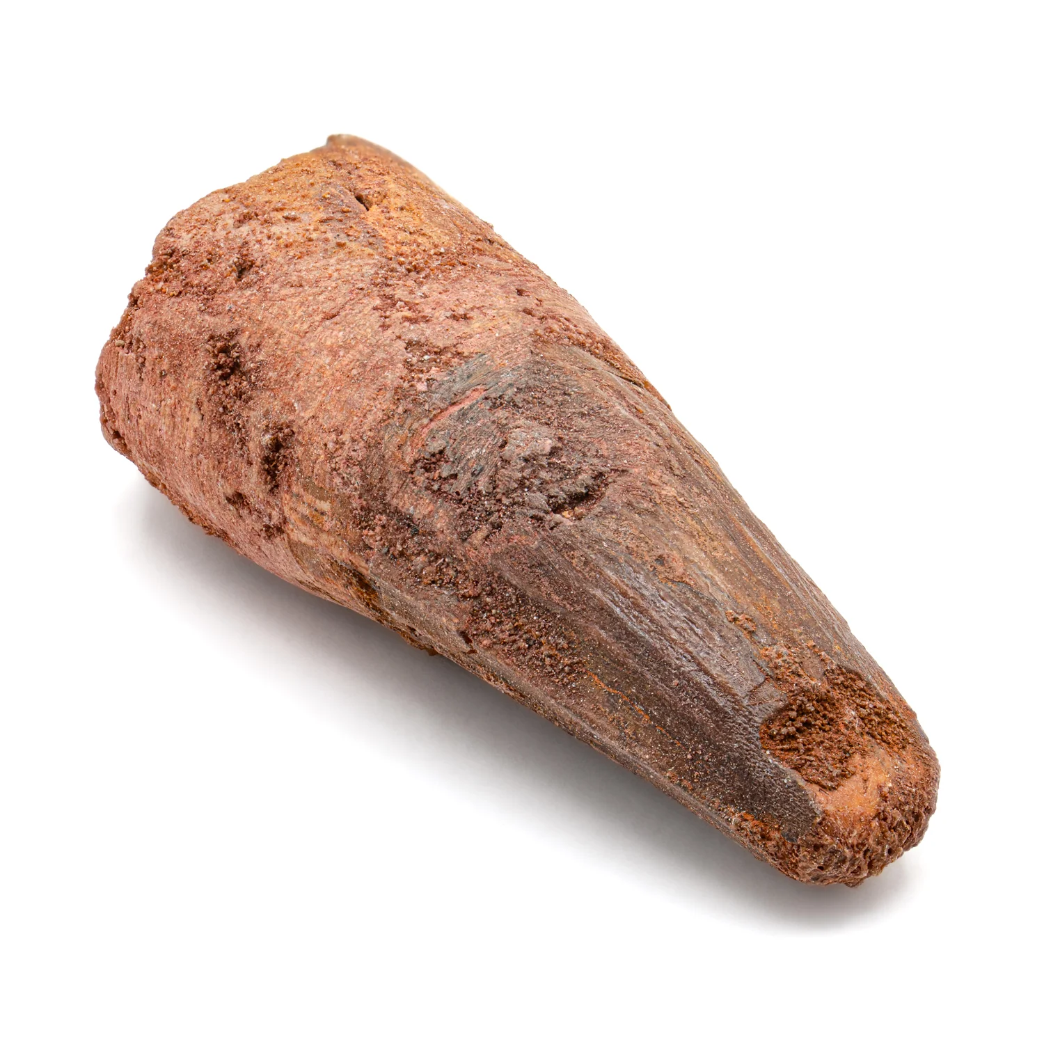 Spinosaurus Tooth - SOLD 2.199" Natural Wear Fossil - Image 4