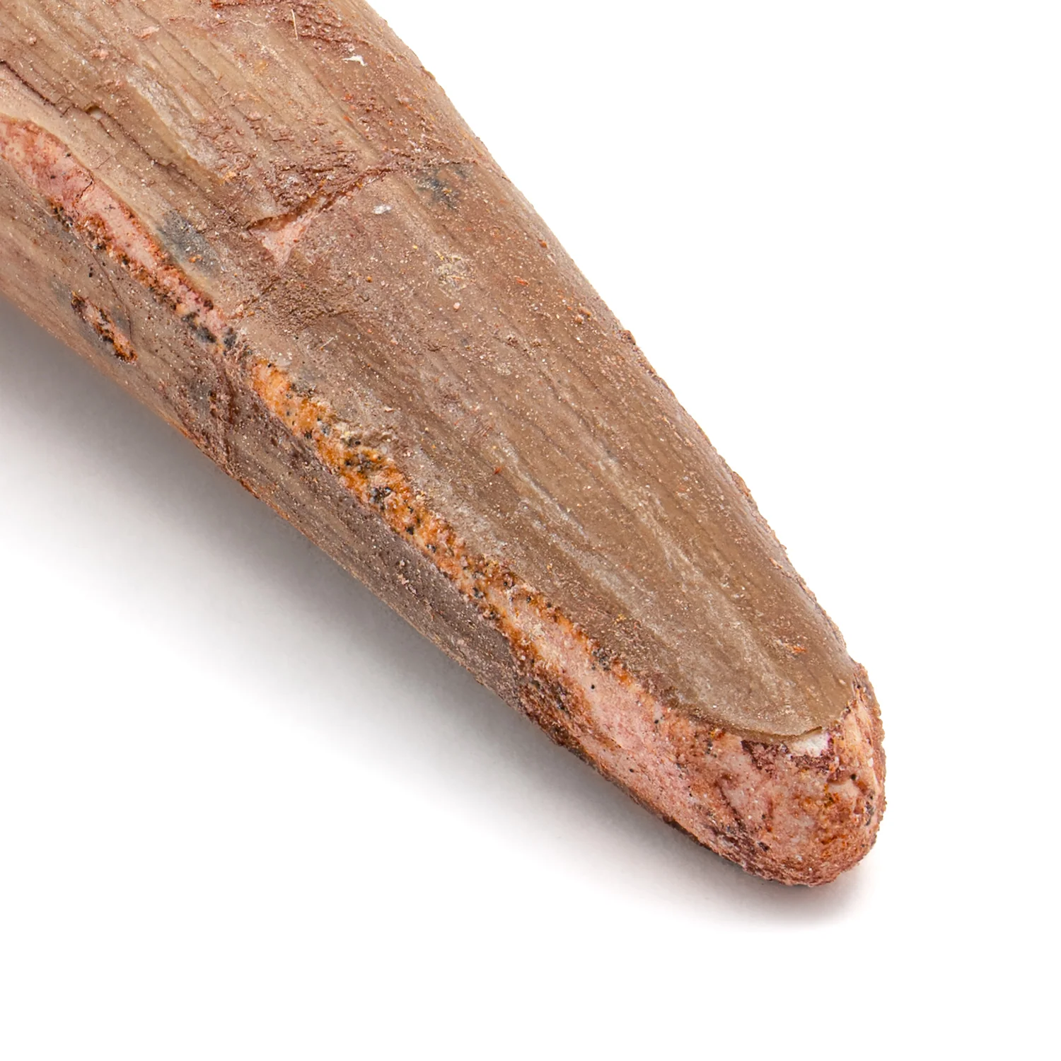 Spinosaurus Tooth - SOLD 2.304" Natural Wear Fossil - Image 2