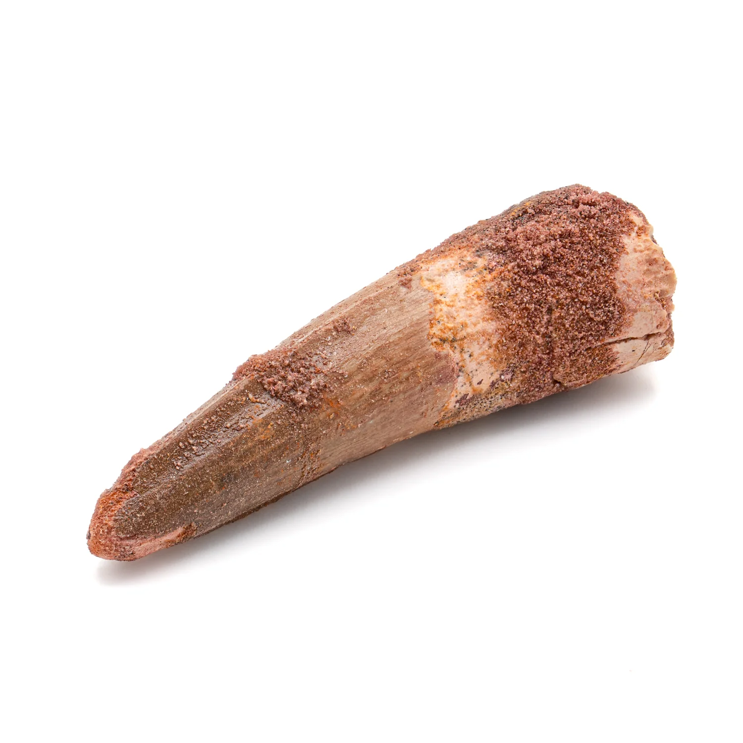 Spinosaurus Tooth - SOLD 2.304" Natural Wear Fossil - Image 3