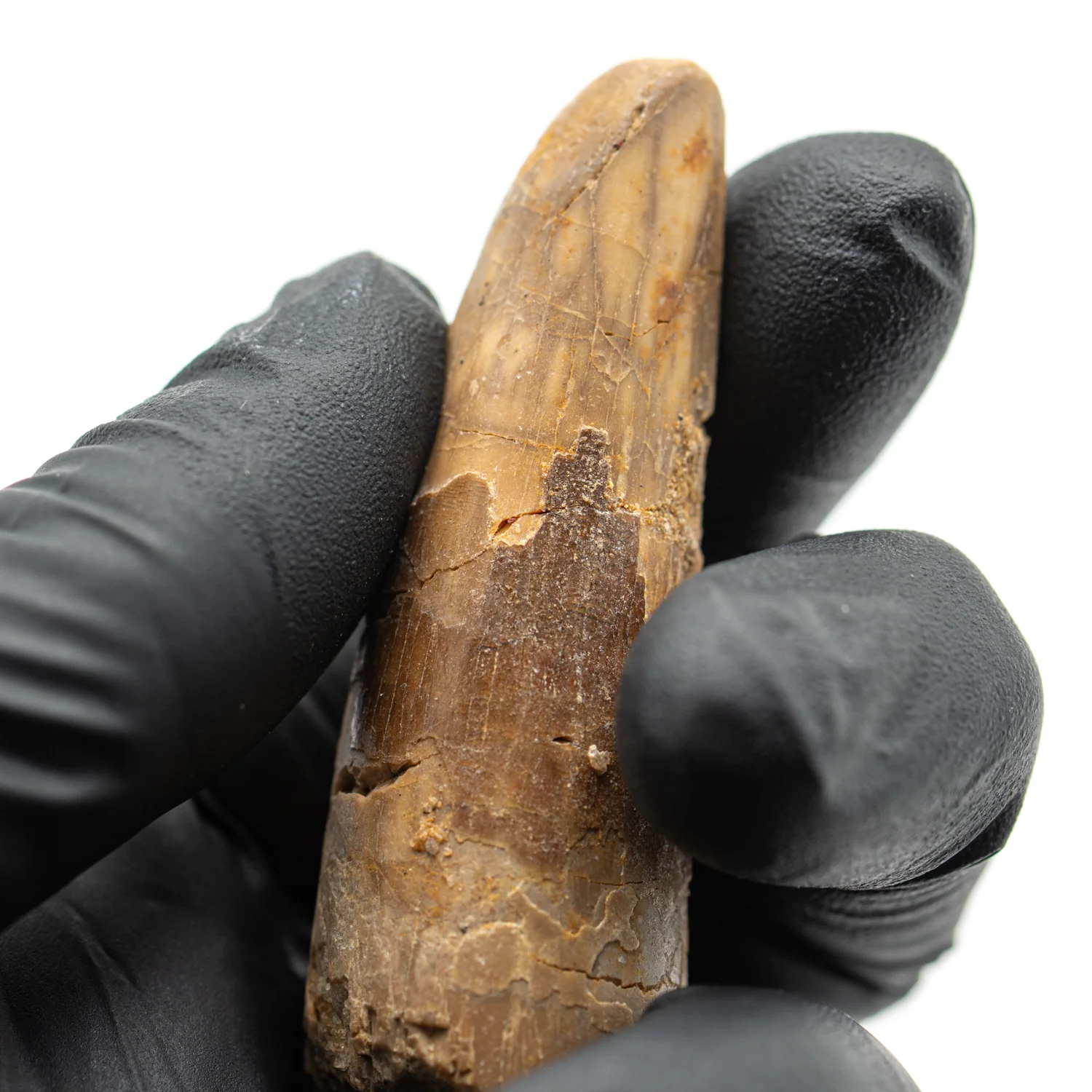 Spinosaurus Tooth - SOLD 2.352" Natural Wear Fossil