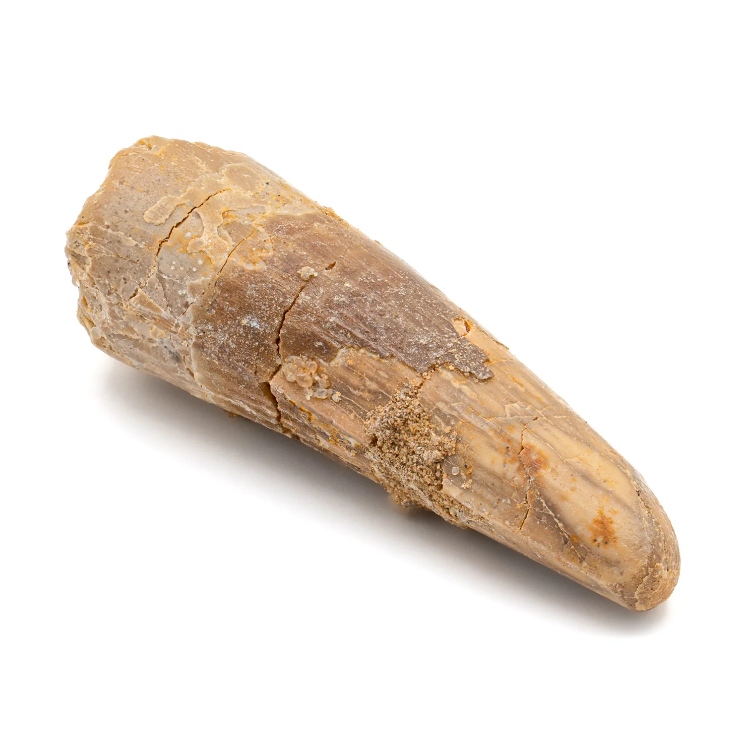 Spinosaurus Tooth - SOLD 2.352" Natural Wear Fossil - Image 2