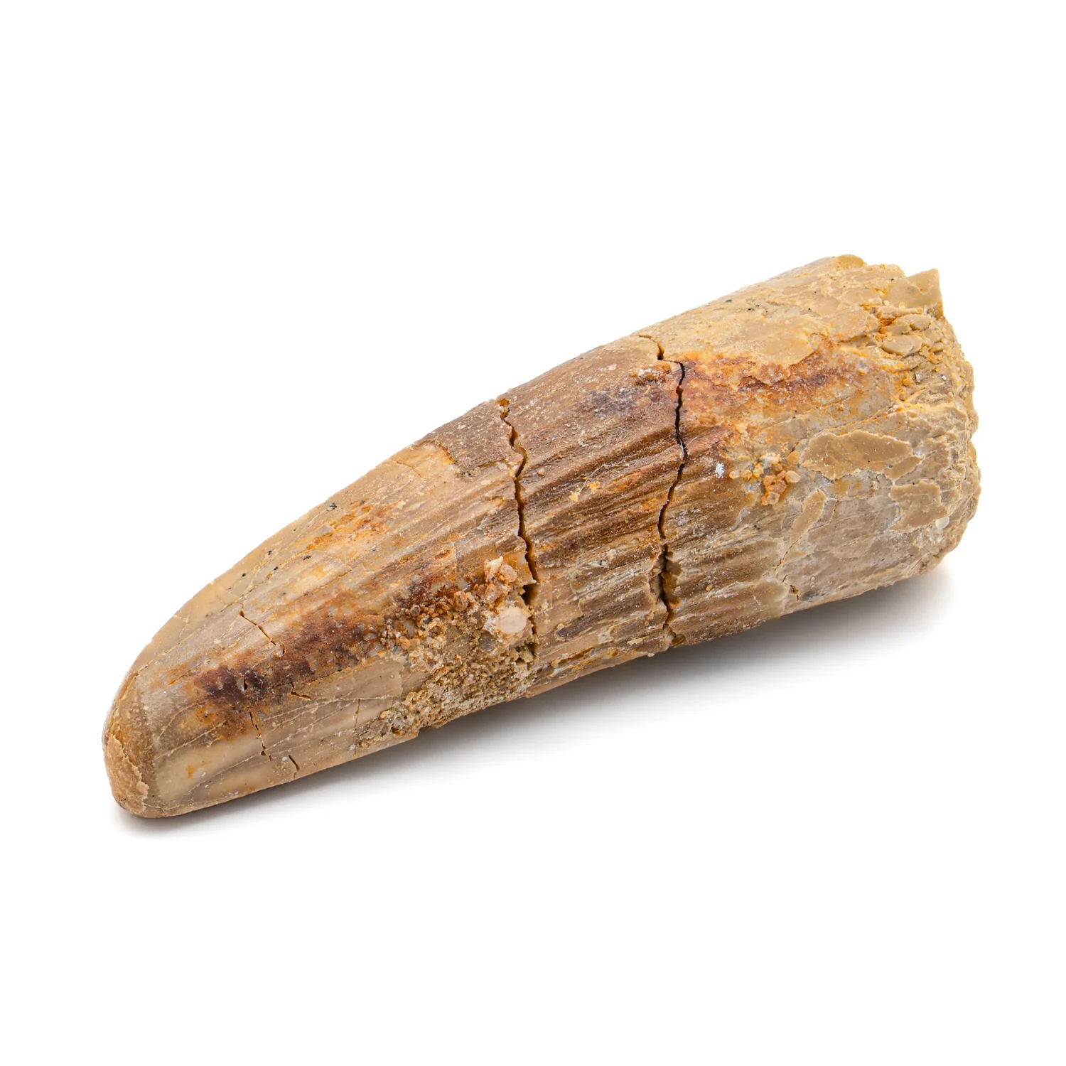 Spinosaurus Tooth - SOLD 2.352" Natural Wear Fossil - Image 3