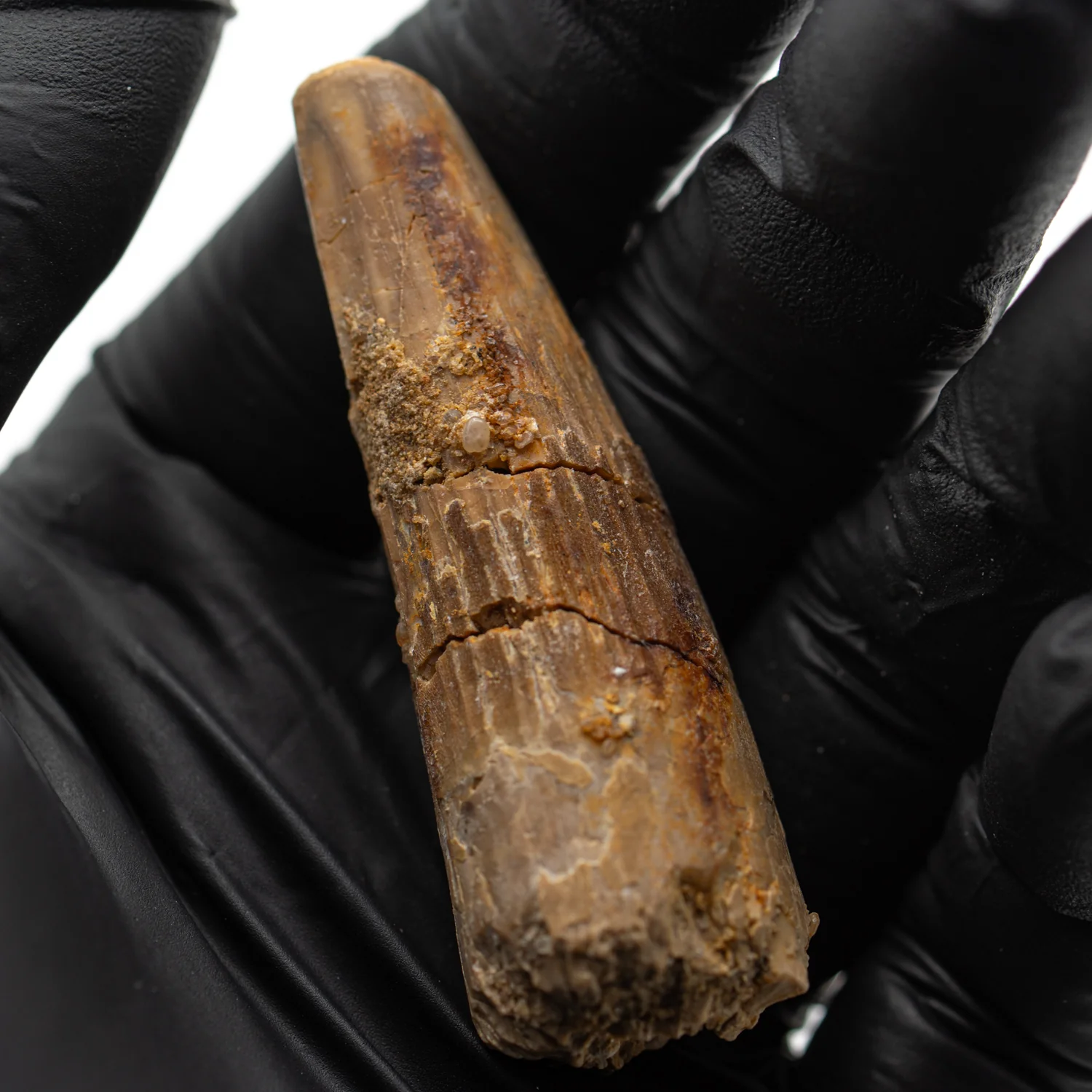 Spinosaurus Tooth - SOLD 2.352" Natural Wear Fossil - Image 4
