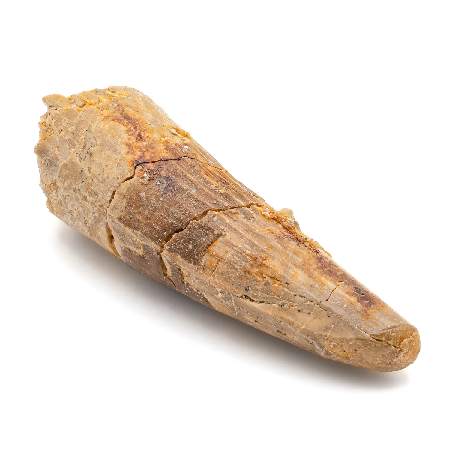 Spinosaurus Tooth - SOLD 2.352" Natural Wear Fossil - Image 5