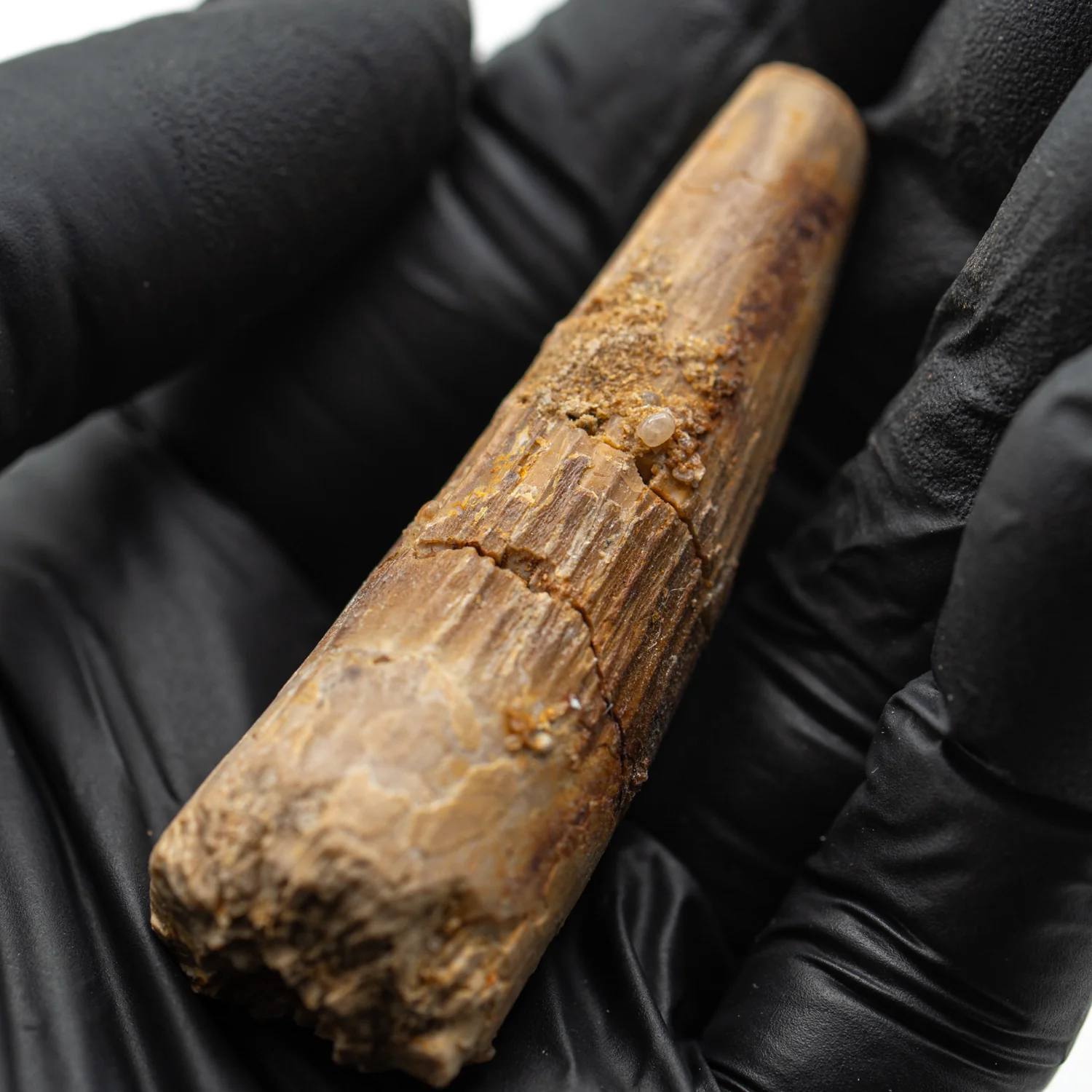Spinosaurus Tooth - SOLD 2.352" Natural Wear Fossil - Image 6