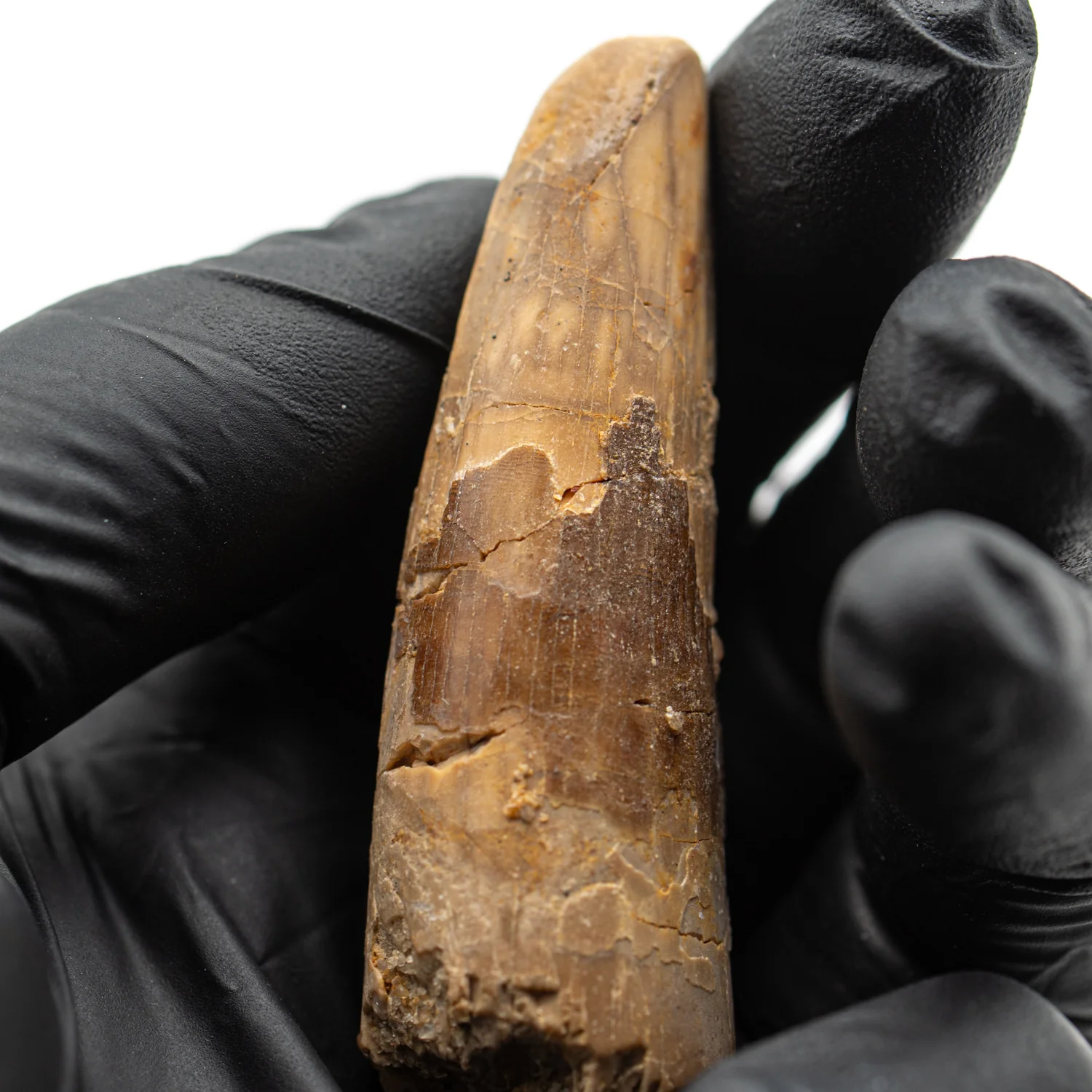 Spinosaurus Tooth - SOLD 2.352" Natural Wear Fossil - Image 7
