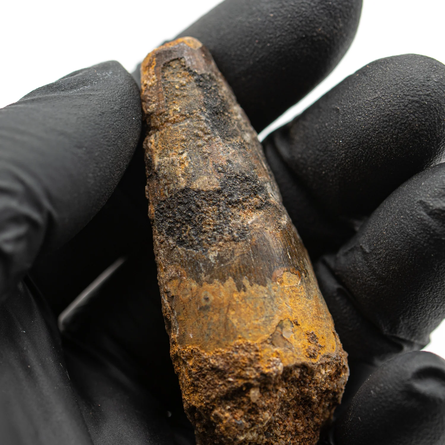 Spinosaurus Tooth - 2.358" Natural Wear Fossil - Image 2