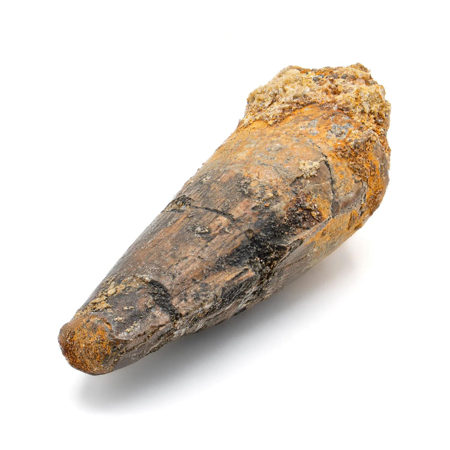 Spinosaurus Tooth - 2.358" Natural Wear Fossil - Image 3