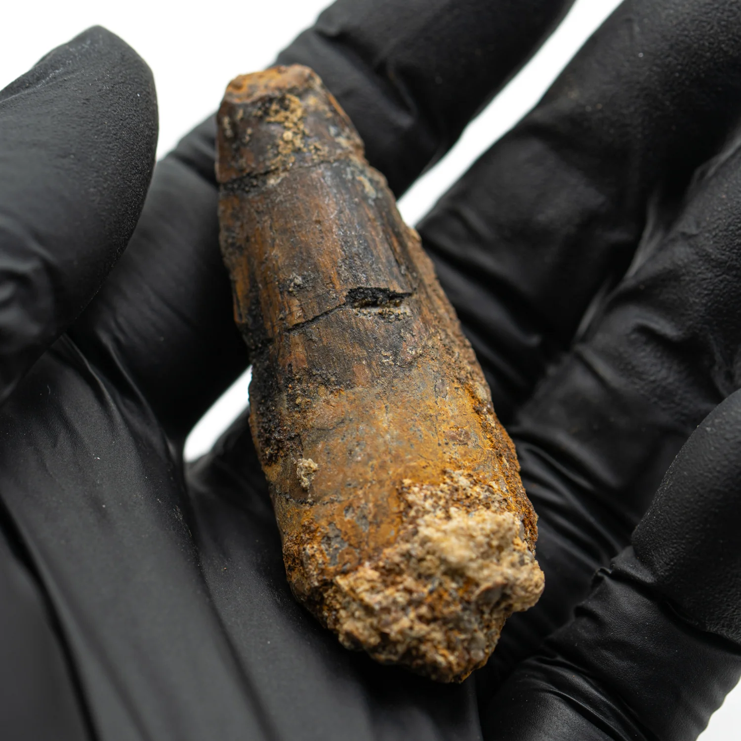 Spinosaurus Tooth - 2.358" Natural Wear Fossil - Image 4
