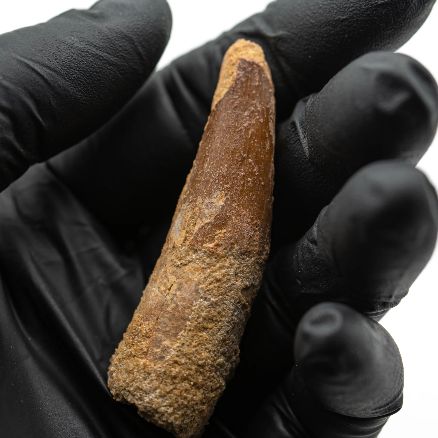 Spinosaurus Tooth - SOLD 2.363" Natural Wear Fossil