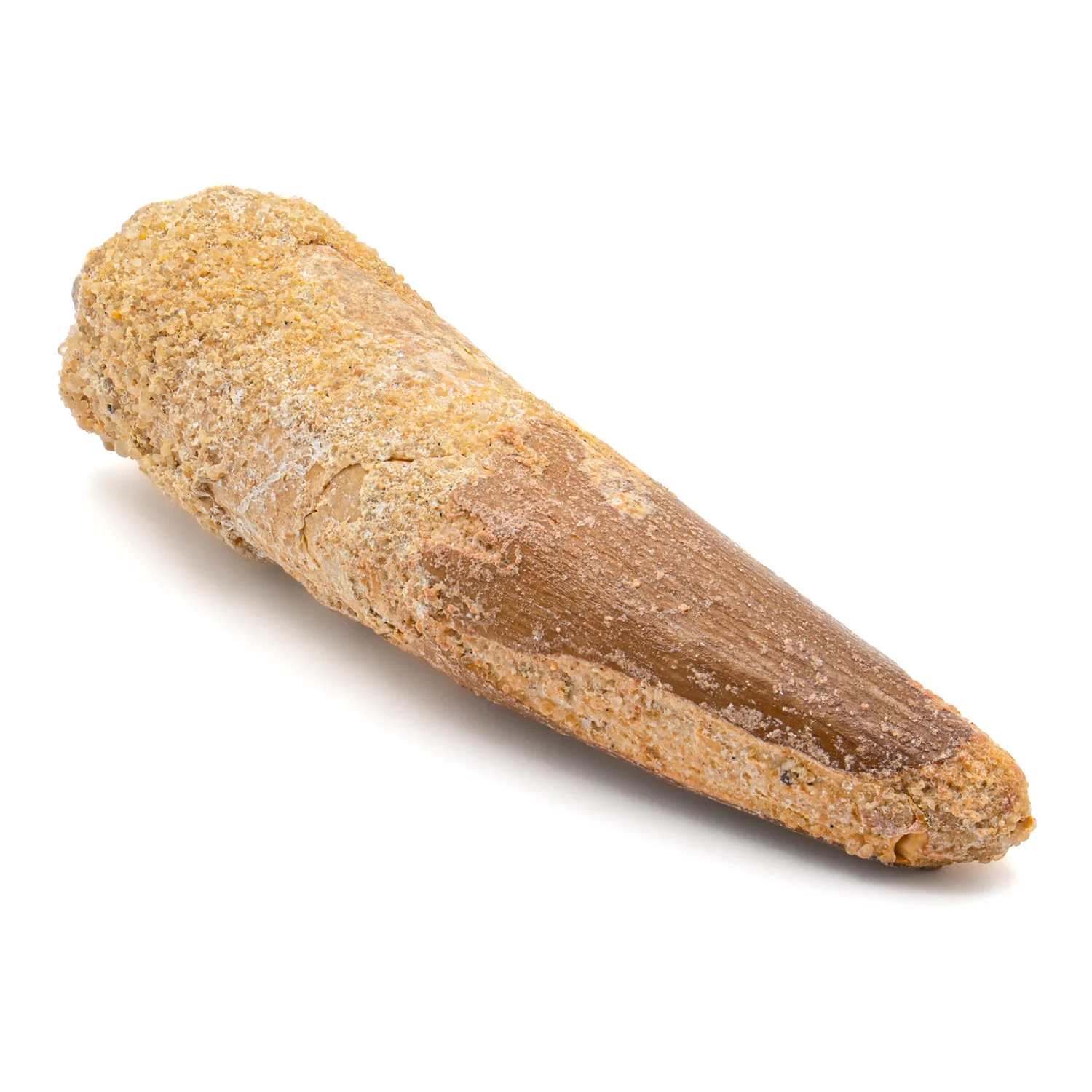 Spinosaurus Tooth - SOLD 2.363" Natural Wear Fossil - Image 2