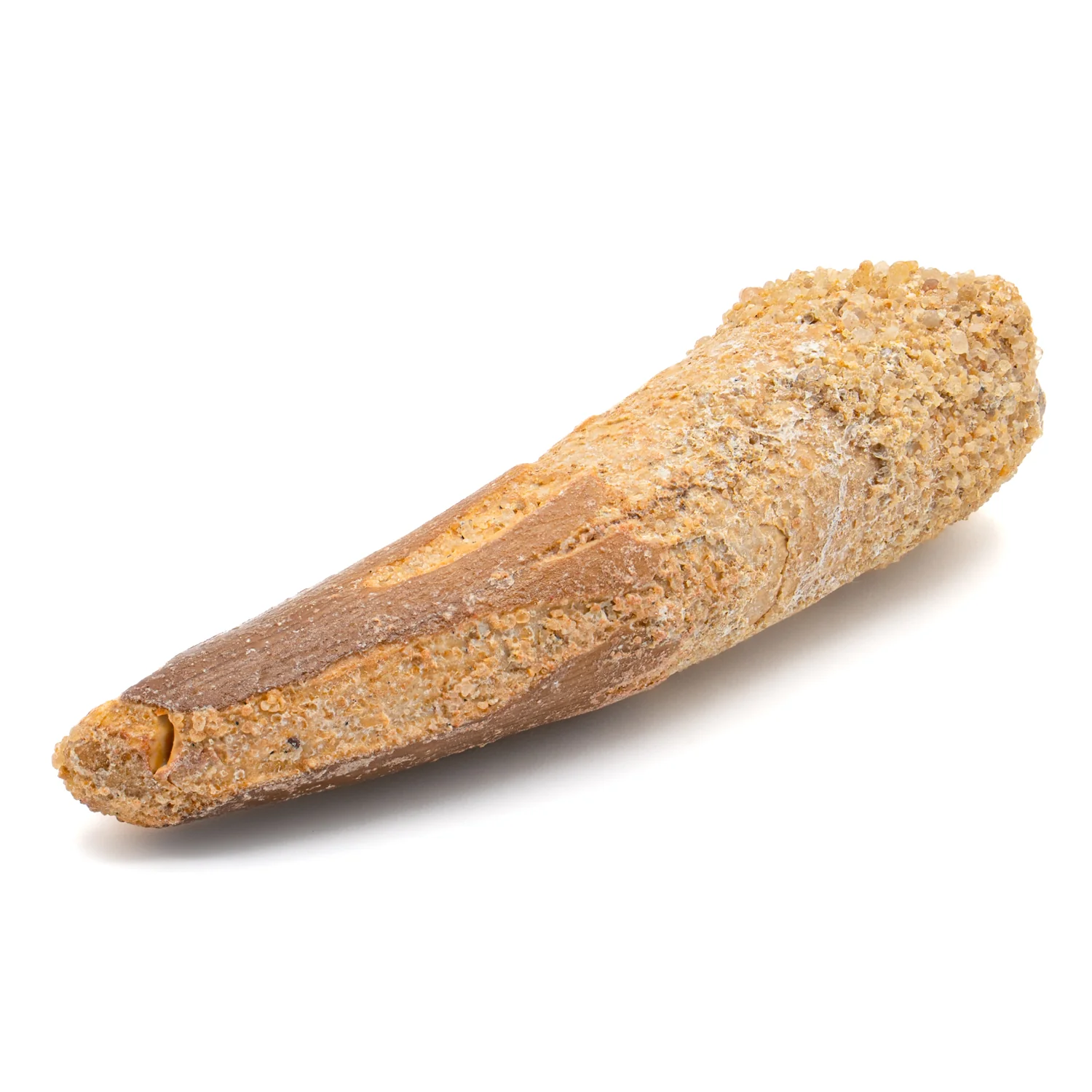 Spinosaurus Tooth - SOLD 2.363" Natural Wear Fossil - Image 3