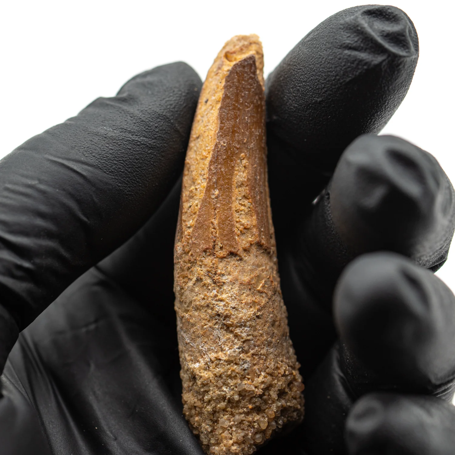 Spinosaurus Tooth - SOLD 2.363" Natural Wear Fossil - Image 4