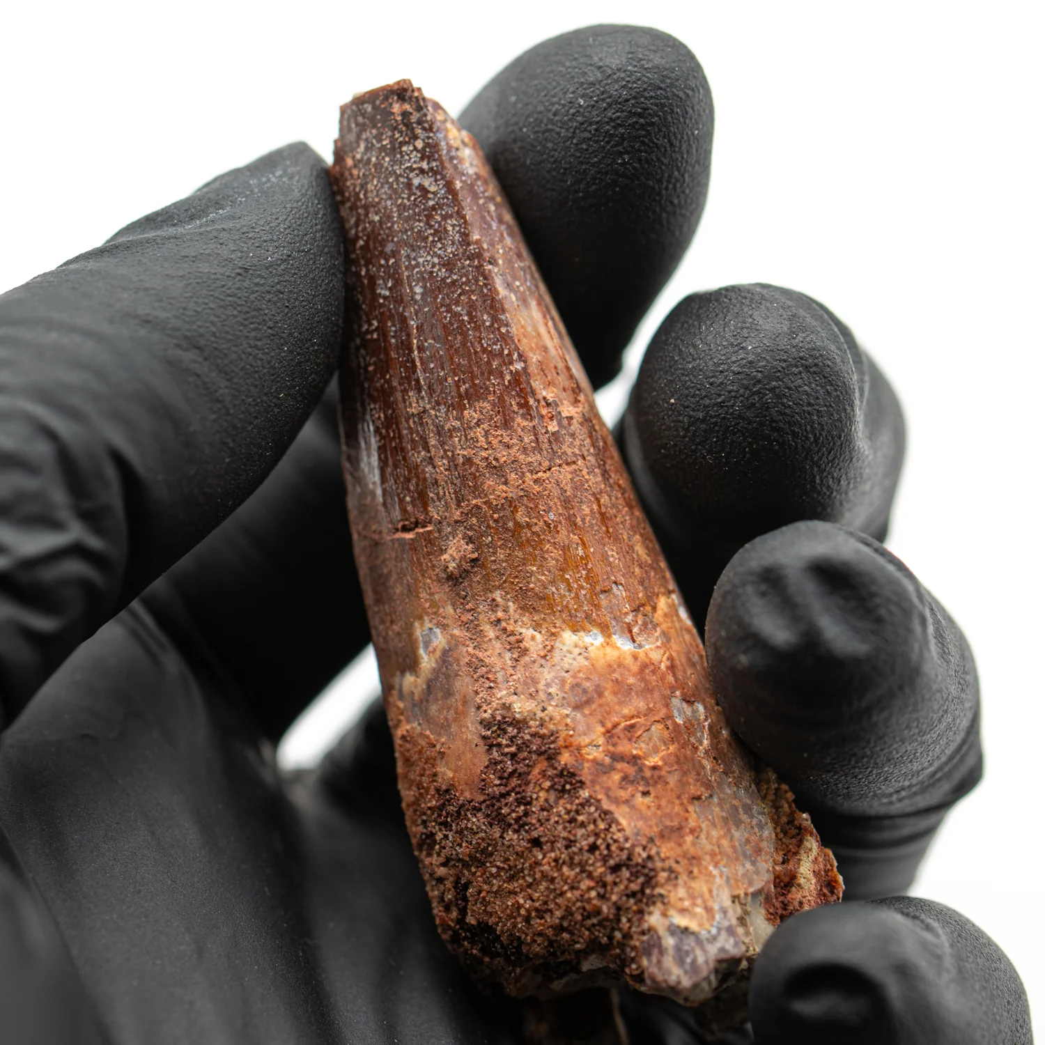 Spinosaurus Tooth - SOLD 2.435" Natural Wear Fossil
