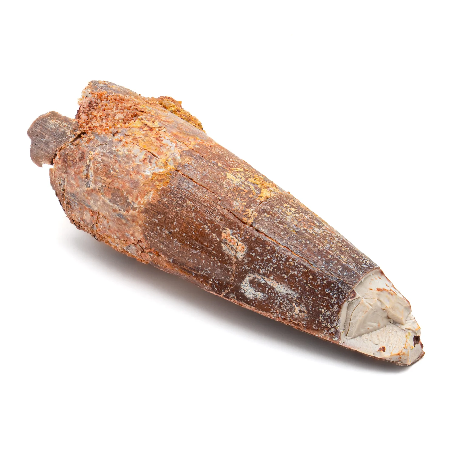 Spinosaurus Tooth - SOLD 2.435" Natural Wear Fossil - Image 2
