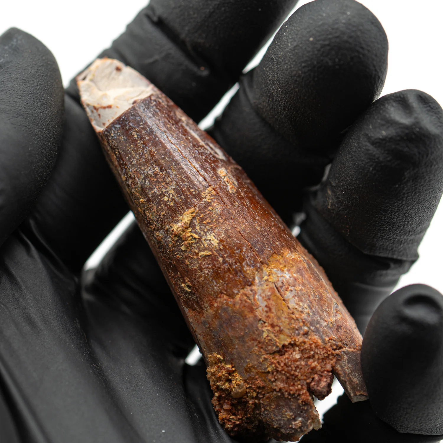 Spinosaurus Tooth - SOLD 2.435" Natural Wear Fossil - Image 3