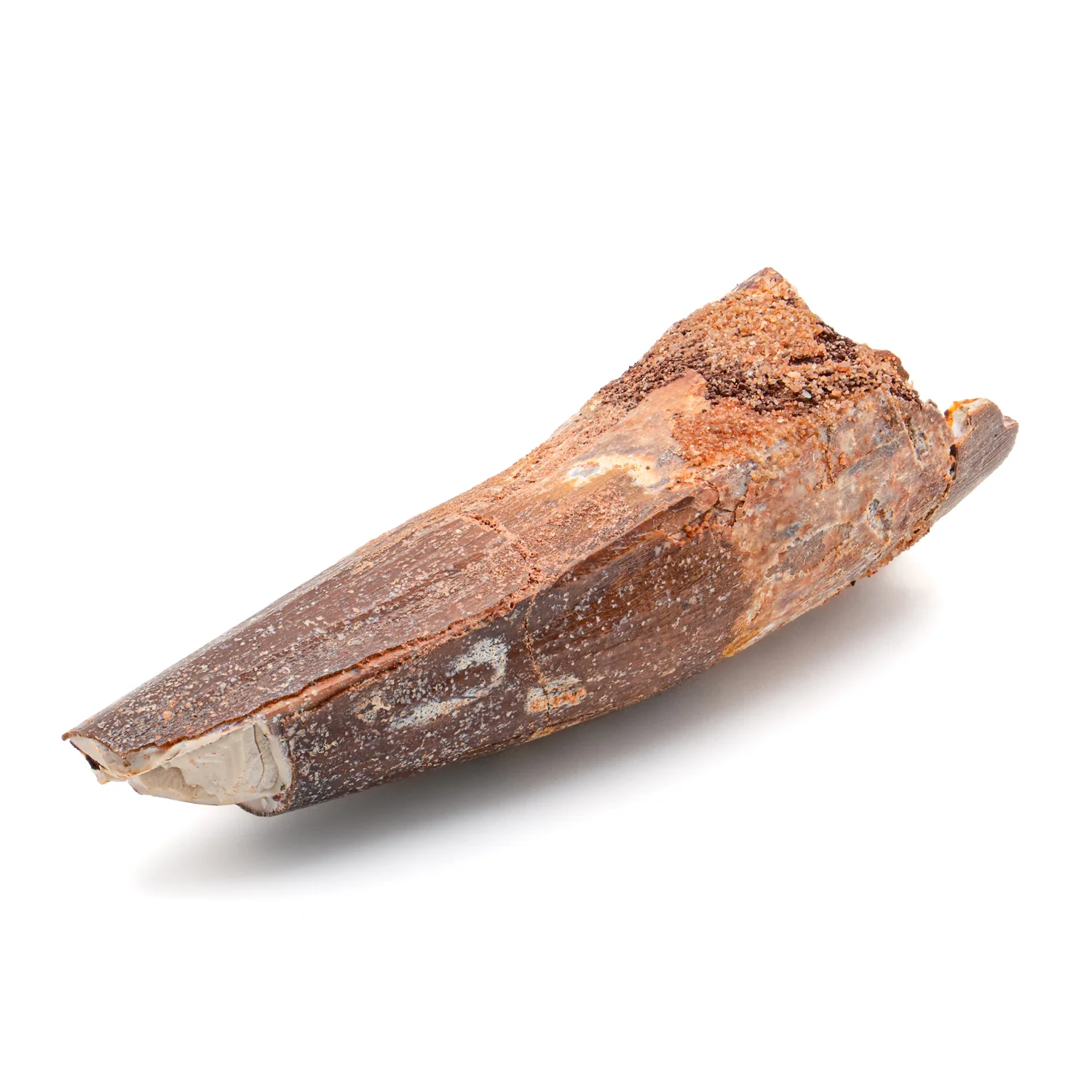 Spinosaurus Tooth - SOLD 2.435" Natural Wear Fossil - Image 4