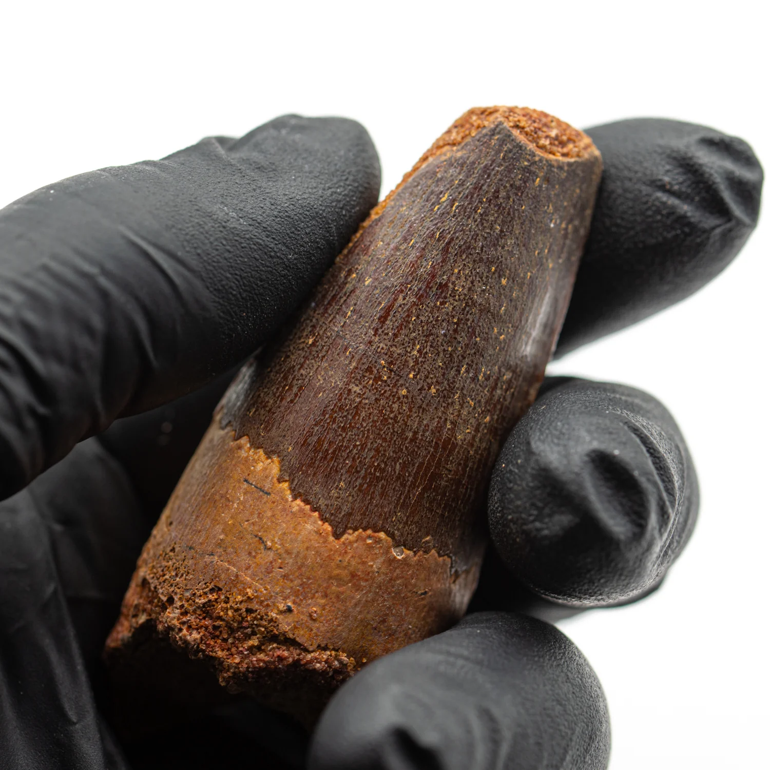 Spinosaurus Tooth - 2.445" Natural Wear Fossil - Image 2