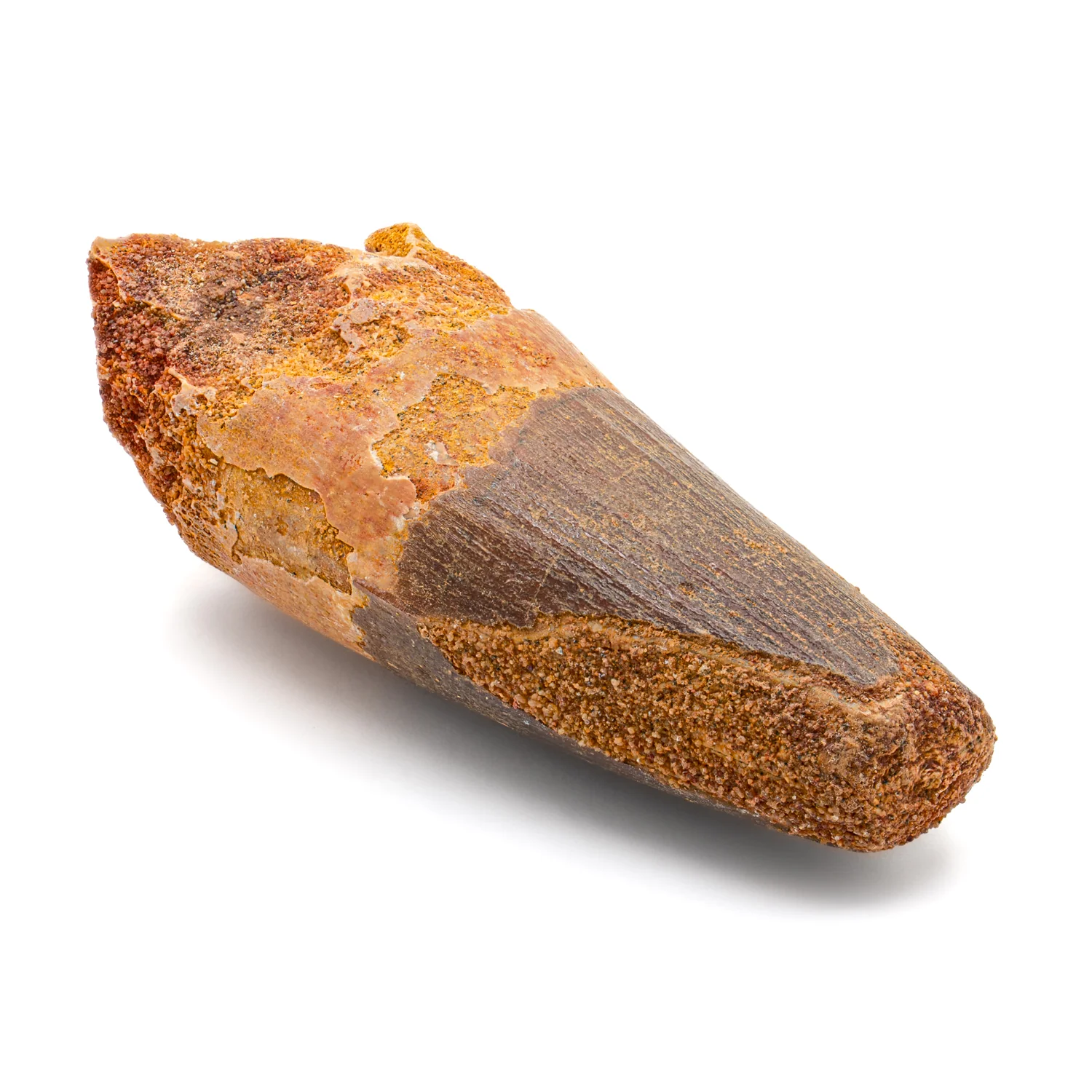 Spinosaurus Tooth - 2.445" Natural Wear Fossil - Image 3