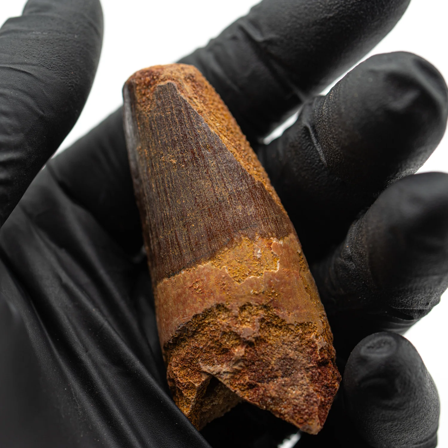 Spinosaurus Tooth - 2.445" Natural Wear Fossil - Image 4
