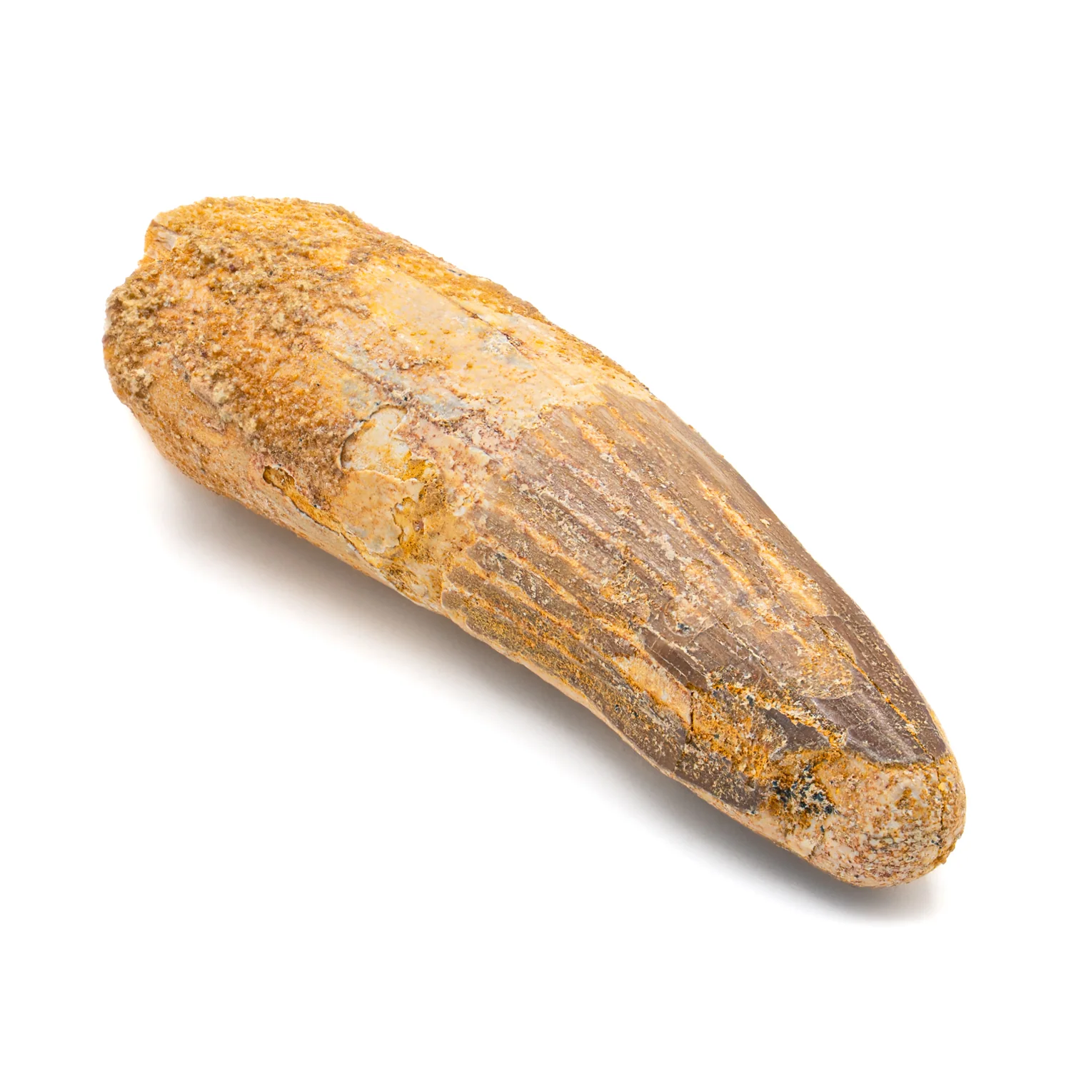 Spinosaurus Tooth - 2.460" Natural Wear Fossil - Image 2