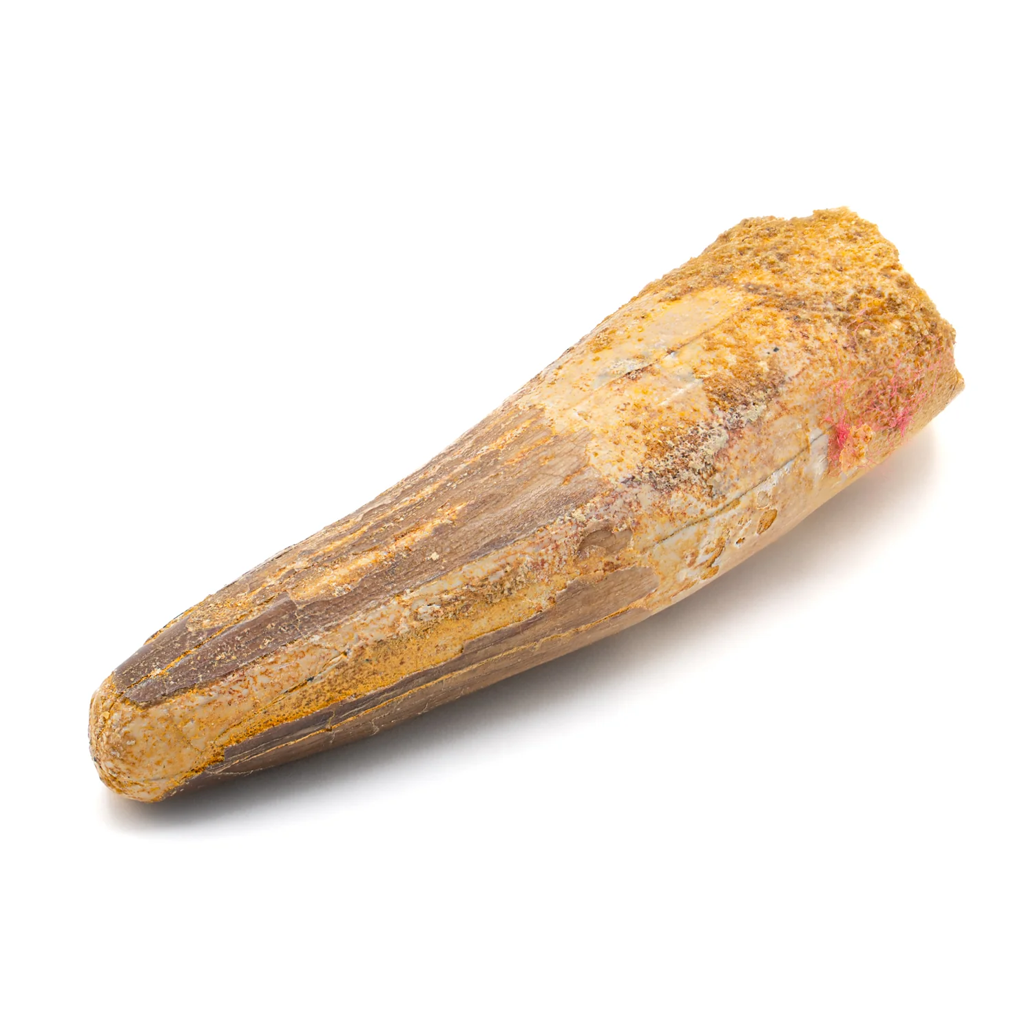 Spinosaurus Tooth - 2.460" Natural Wear Fossil - Image 3