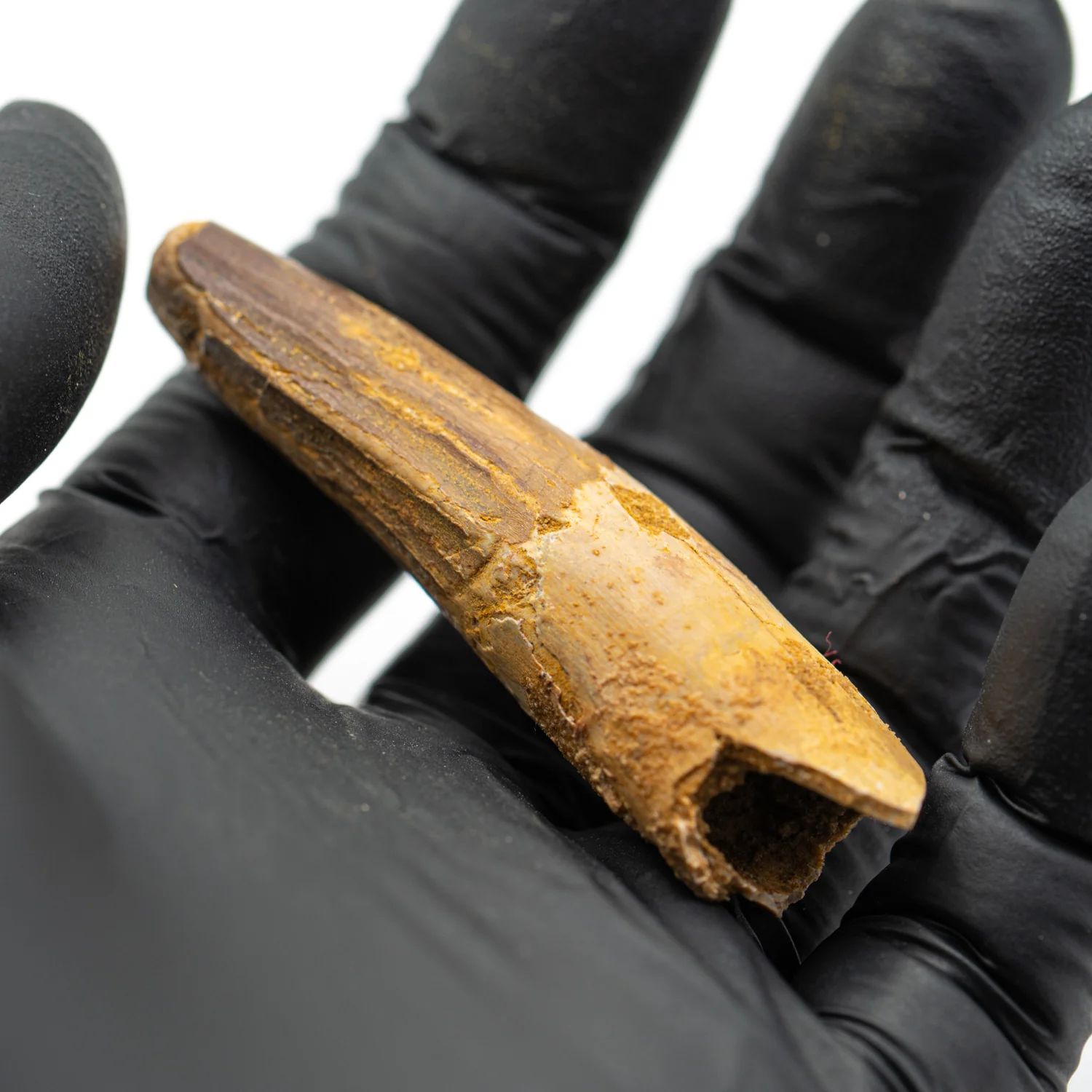 Spinosaurus Tooth - 2.460" Natural Wear Fossil - Image 4