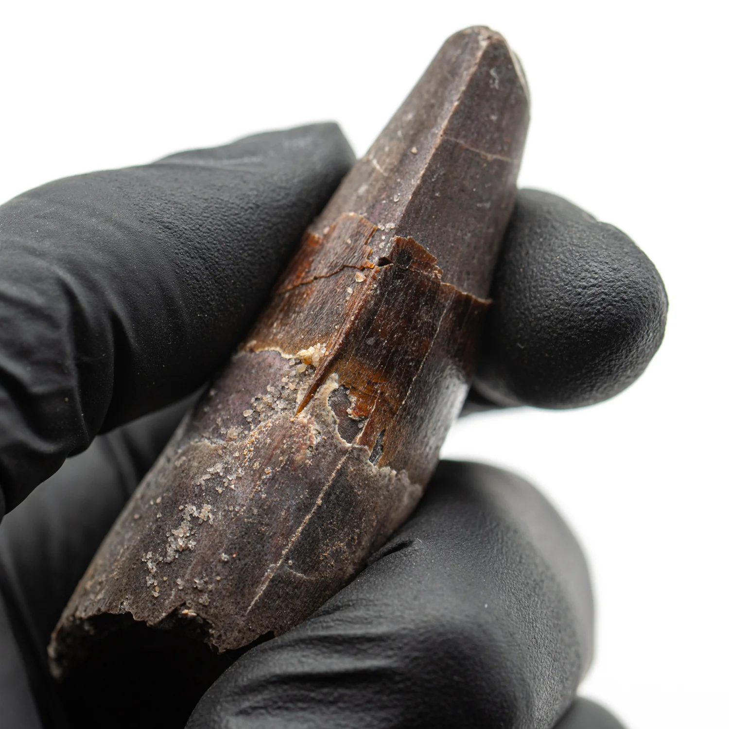 Spinosaurus Tooth - 2.478" Natural Wear Fossil