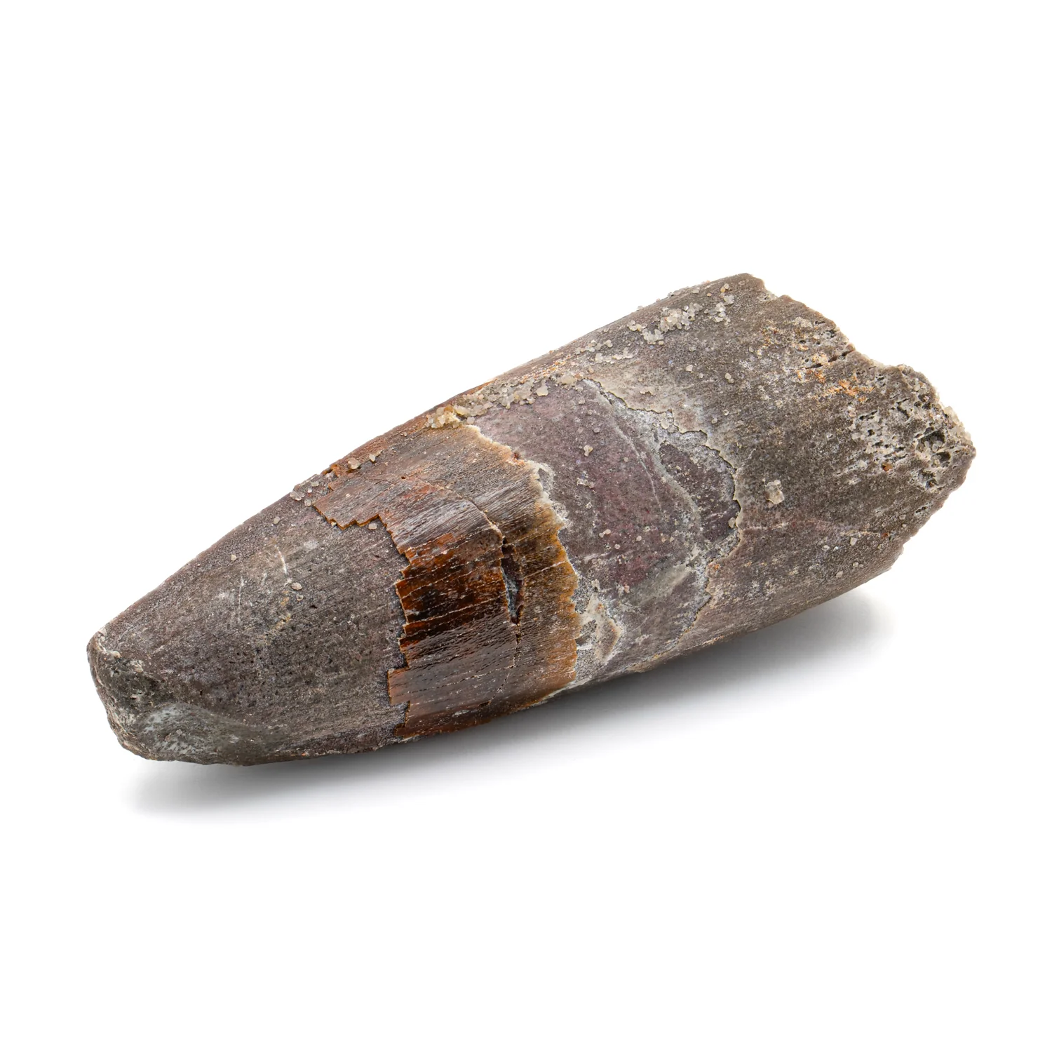 Spinosaurus Tooth - 2.478" Natural Wear Fossil - Image 2