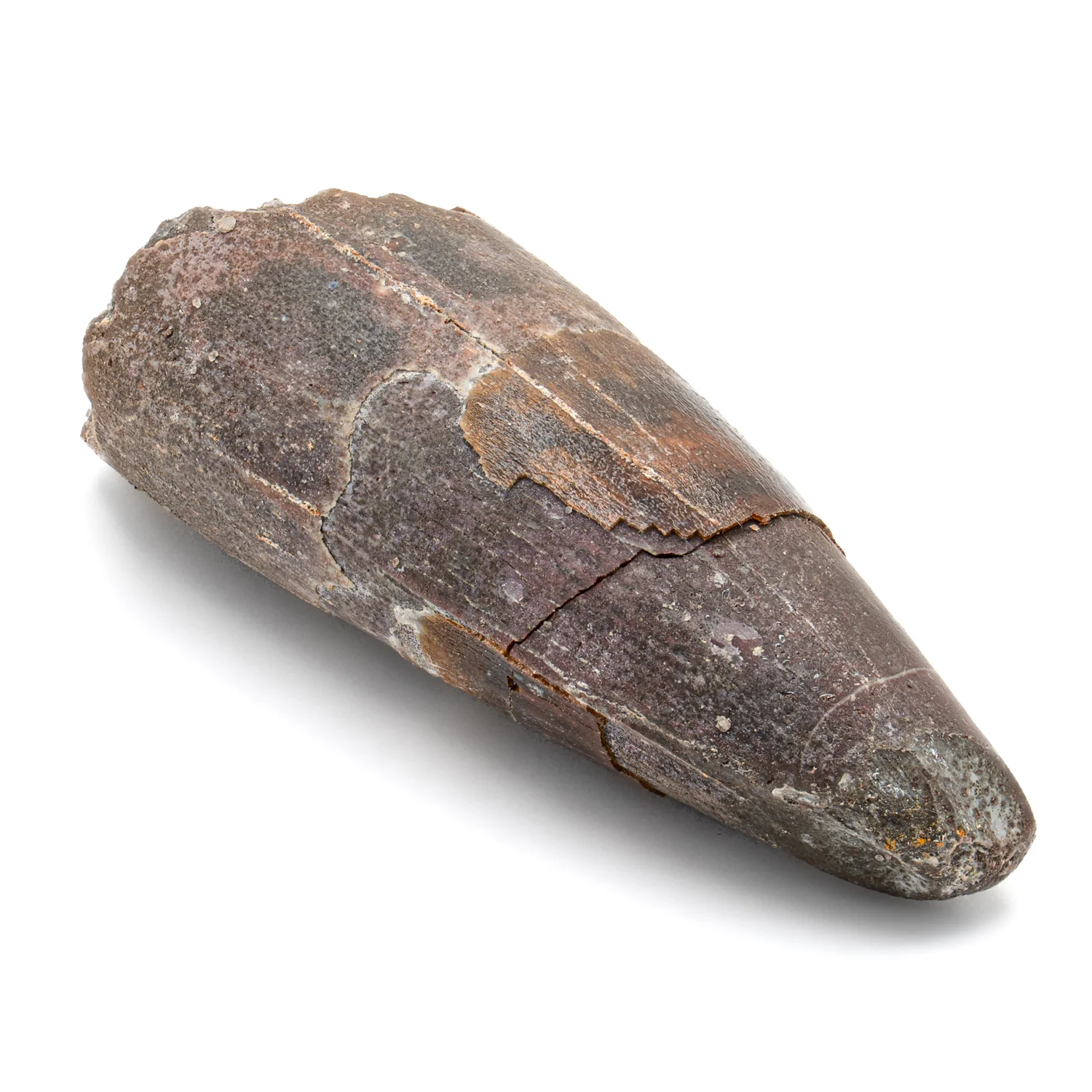 Spinosaurus Tooth - 2.478" Natural Wear Fossil - Image 3
