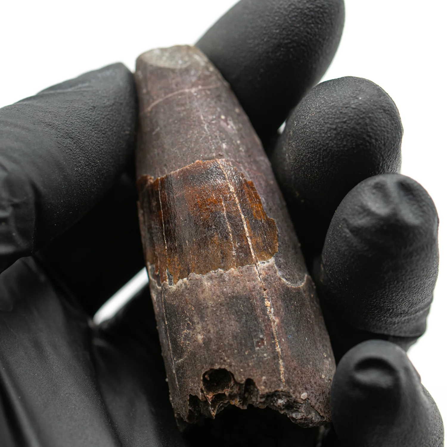 Spinosaurus Tooth - 2.478" Natural Wear Fossil - Image 4