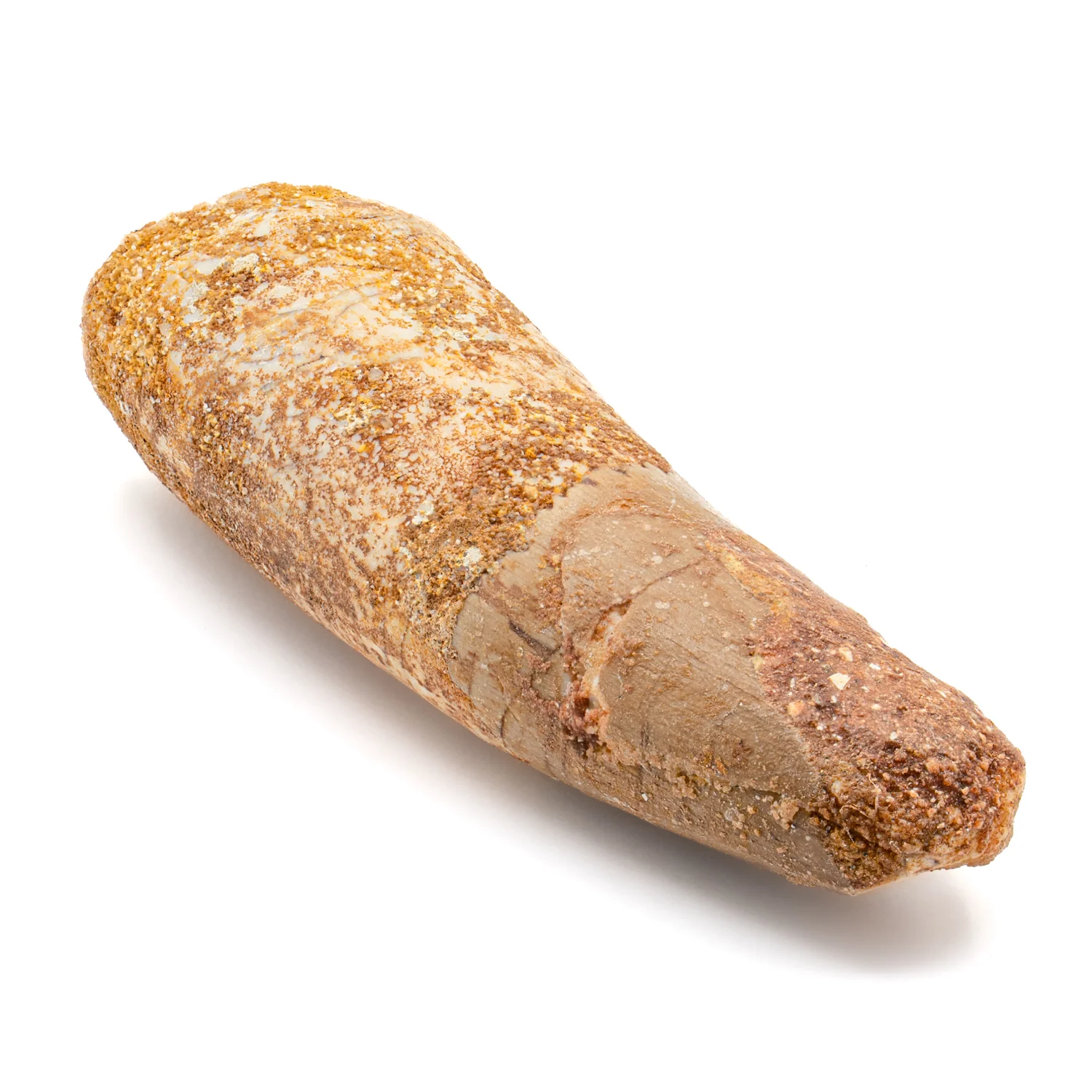 Spinosaurus Tooth - 2.494" Natural Wear Fossil - Image 2