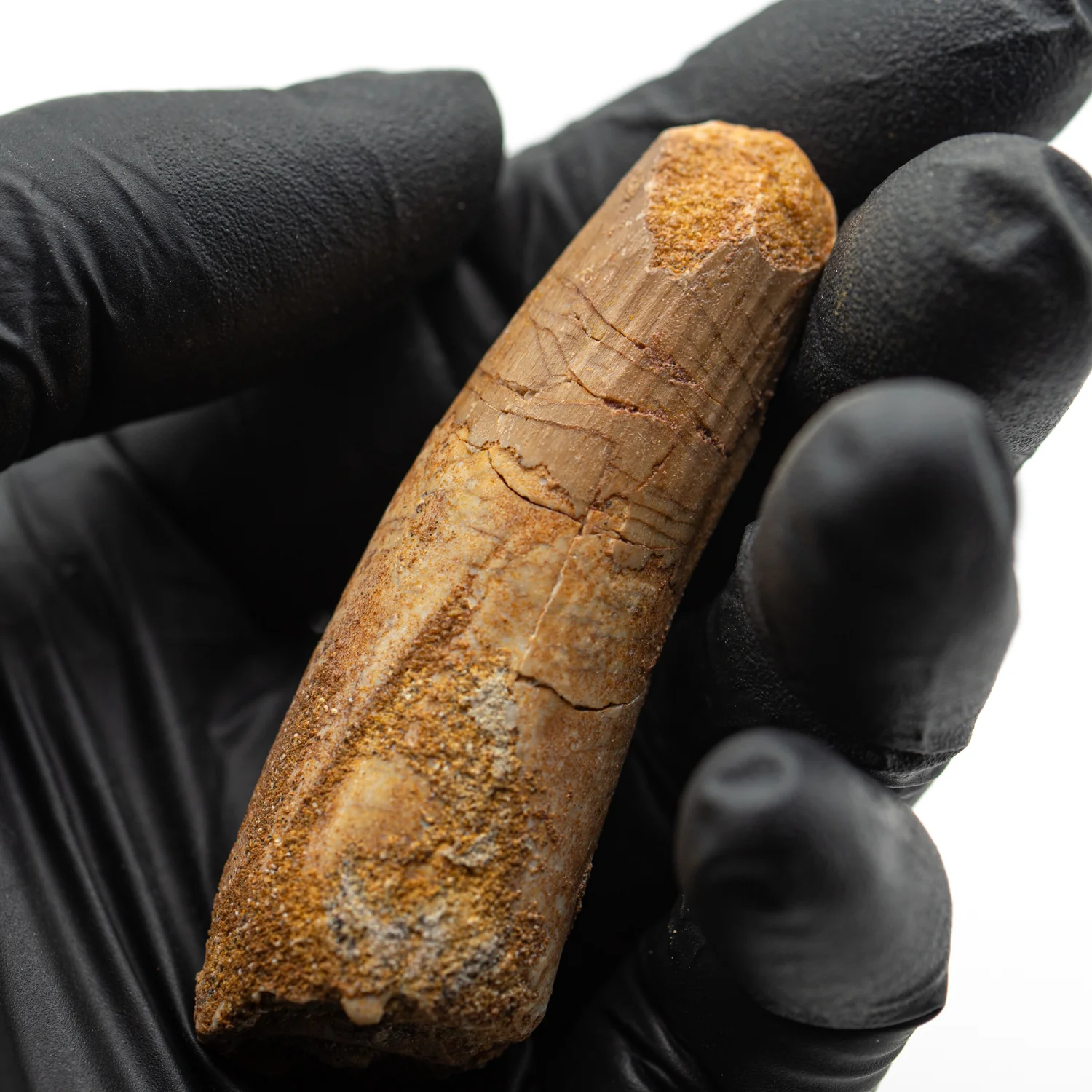 Spinosaurus Tooth - 2.494" Natural Wear Fossil - Image 3