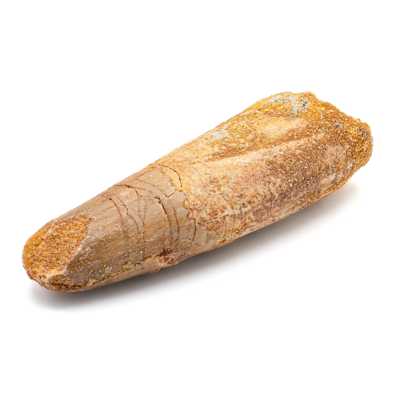 Spinosaurus Tooth - 2.494" Natural Wear Fossil - Image 4
