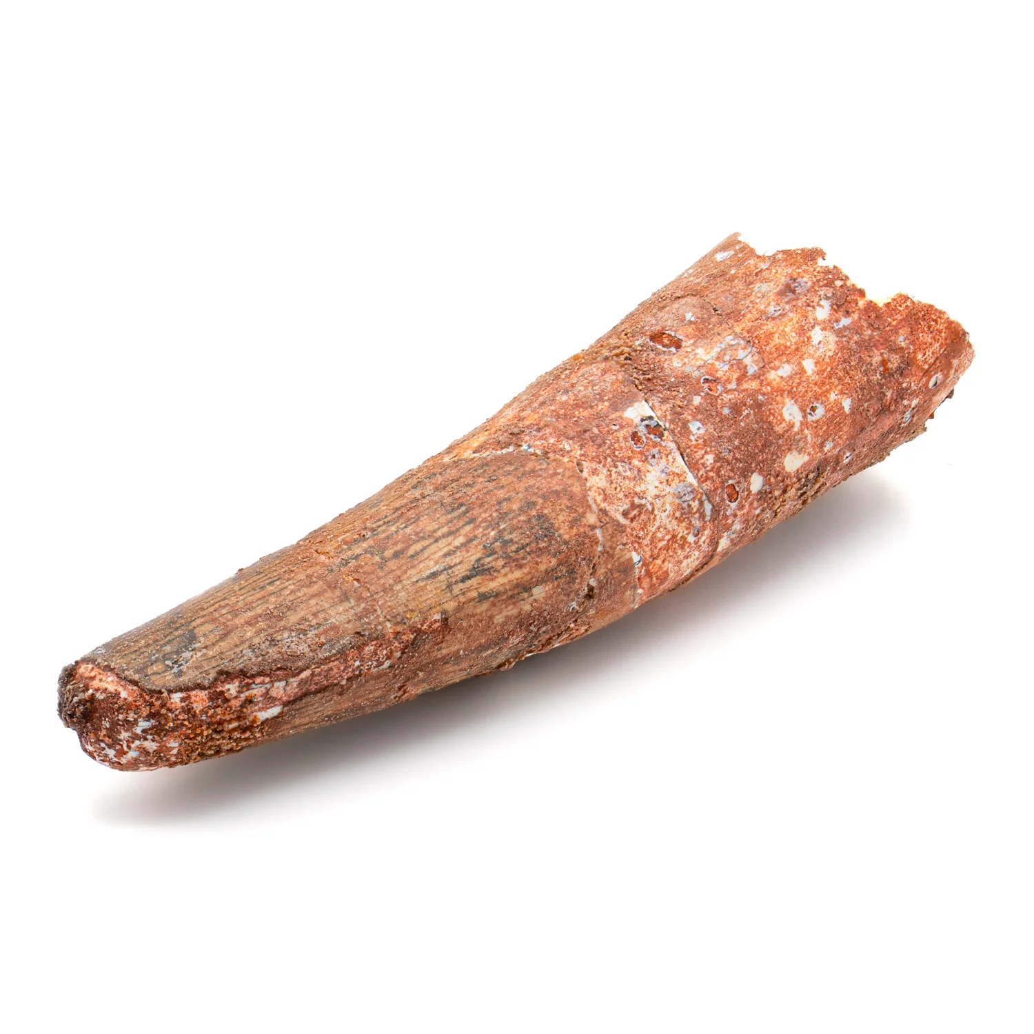 Spinosaurus Tooth - SOLD 2.510" Natural Wear Fossil - Image 2