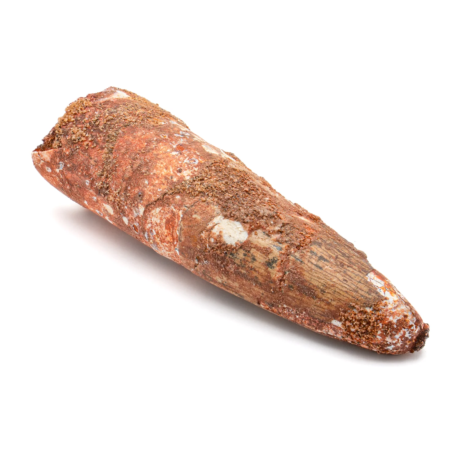 Spinosaurus Tooth - SOLD 2.510" Natural Wear Fossil - Image 3