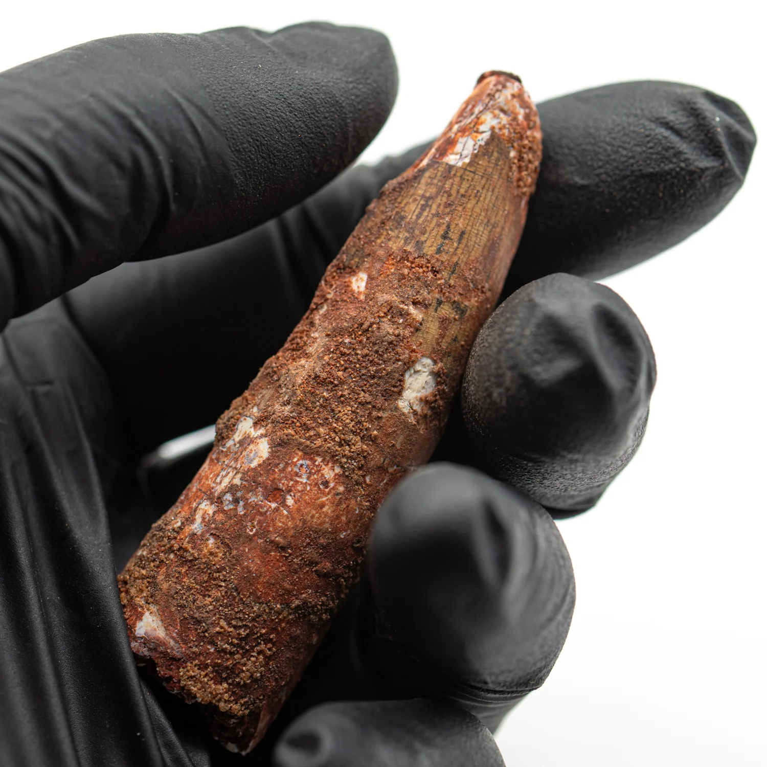 Spinosaurus Tooth - SOLD 2.510" Natural Wear Fossil - Image 4