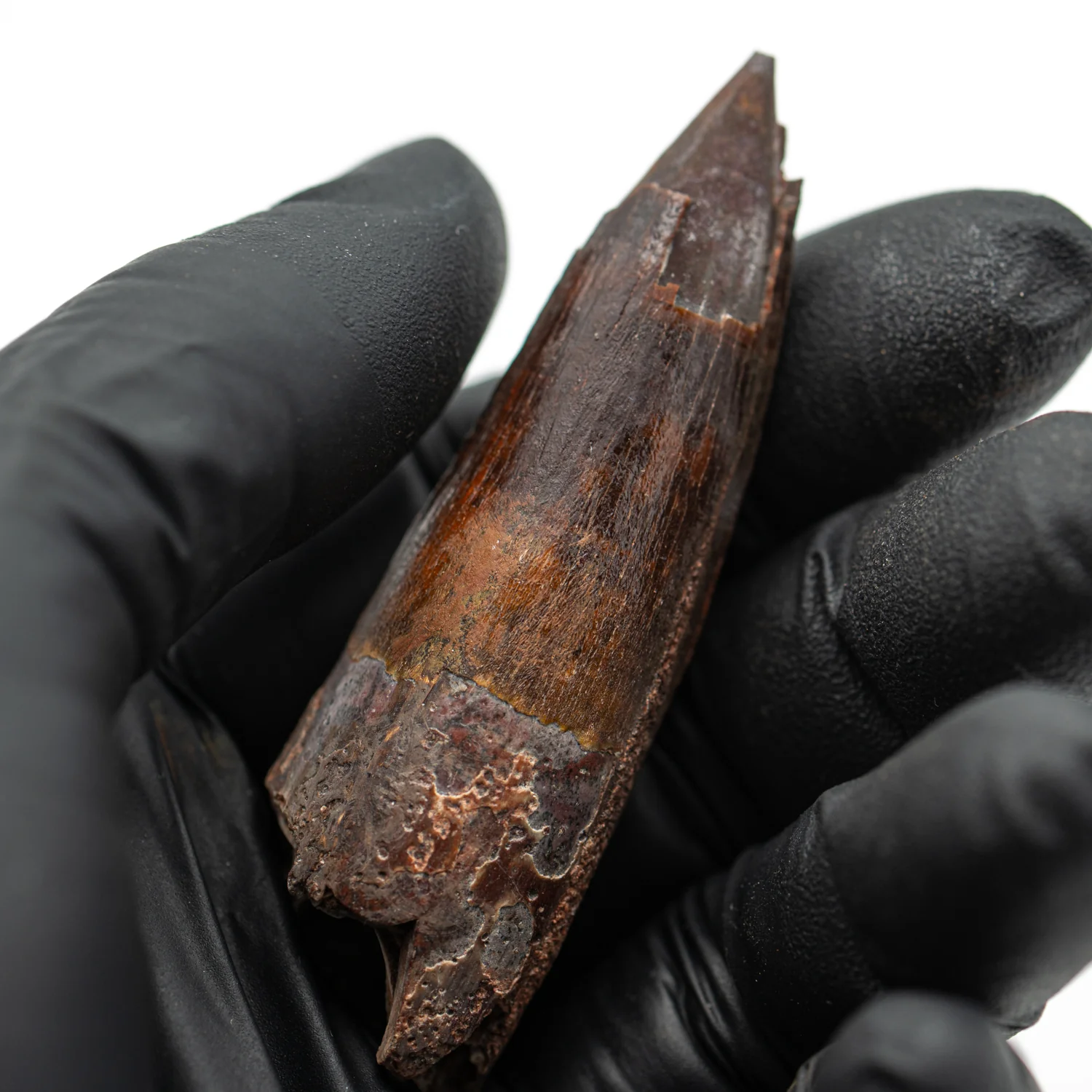 Spinosaurus Tooth - 2.579" Natural Wear Fossil - Image 2