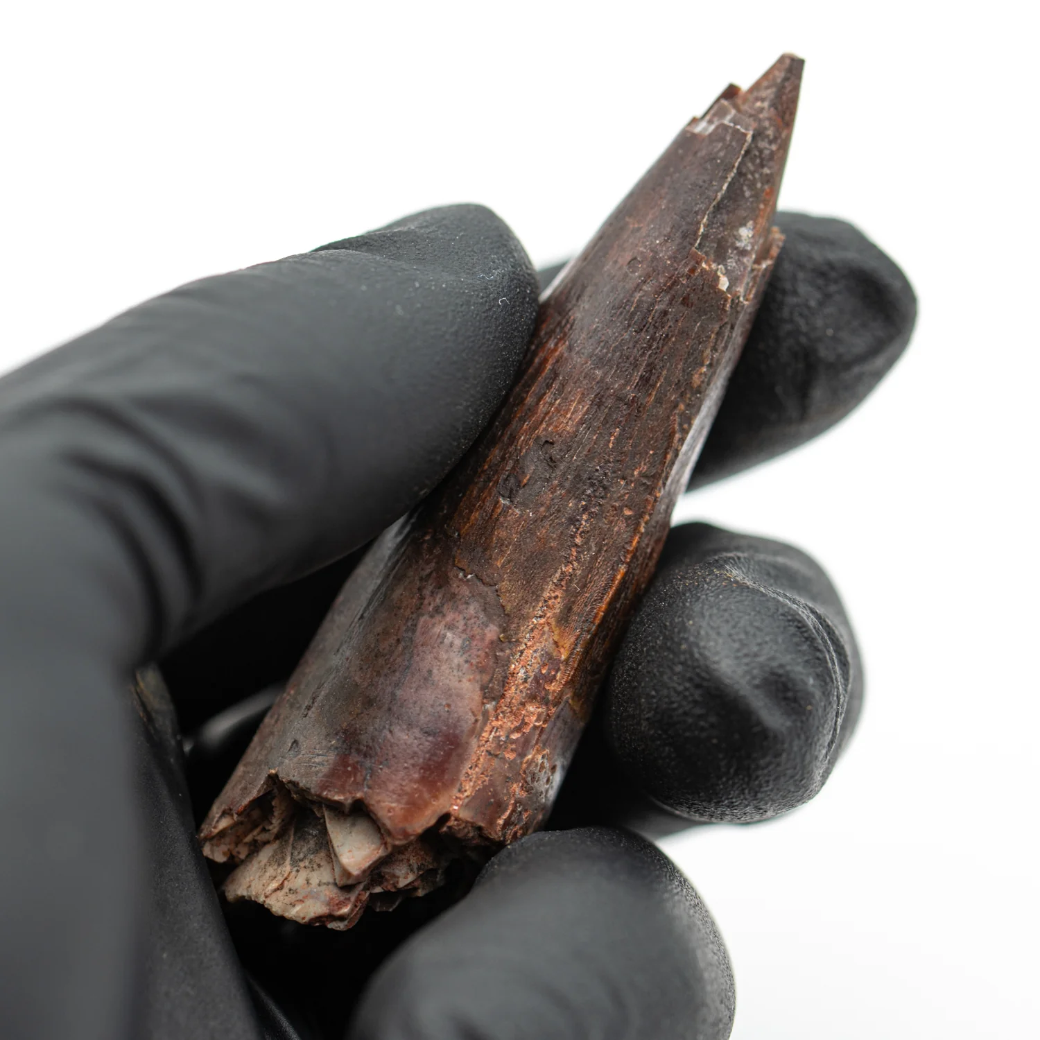 Spinosaurus Tooth - 2.579" Natural Wear Fossil - Image 3