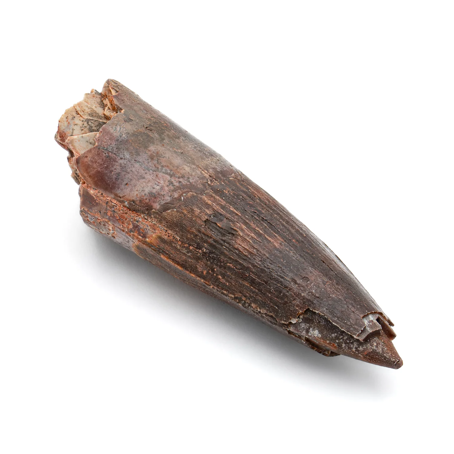 Spinosaurus Tooth - 2.579" Natural Wear Fossil - Image 4