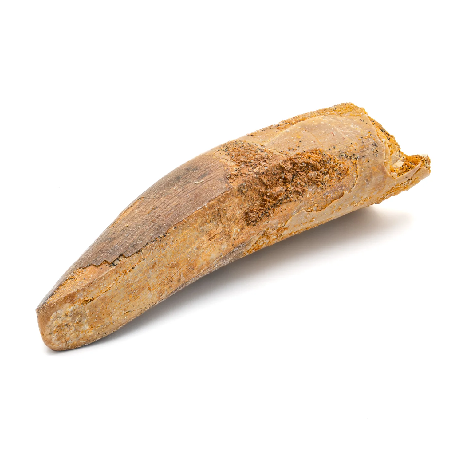 Spinosaurus Tooth - SOLD 2.713" Natural Wear Fossil - Image 2