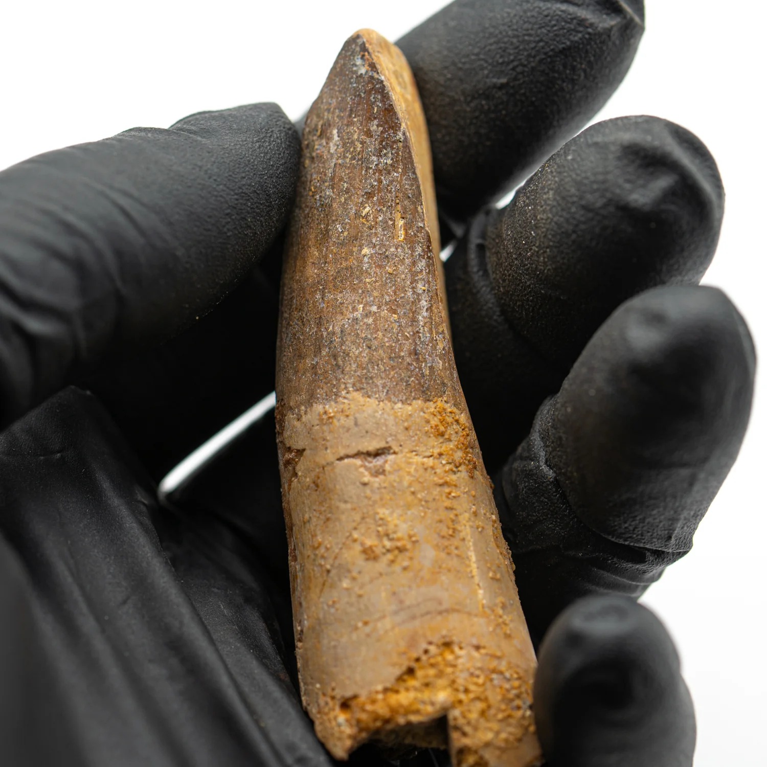 Spinosaurus Tooth - SOLD 2.713" Natural Wear Fossil - Image 3
