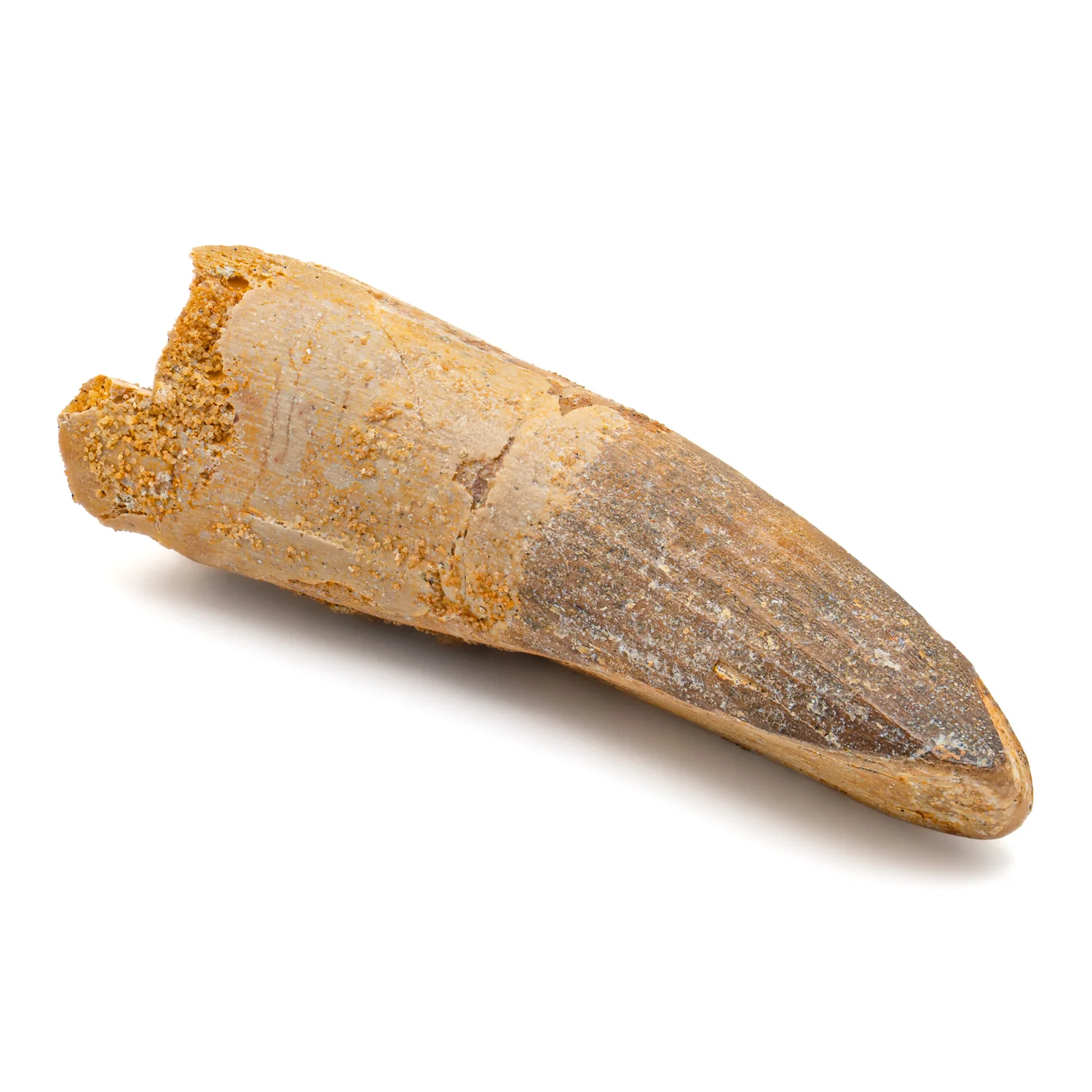 Spinosaurus Tooth - SOLD 2.713" Natural Wear Fossil - Image 4
