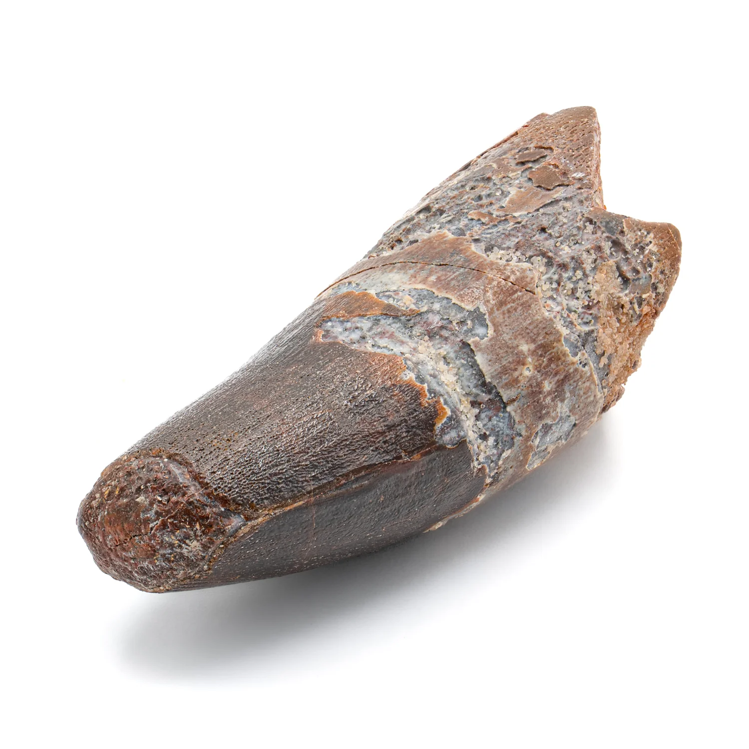Spinosaurus Tooth - SOLD 2.737" Natural Wear Fossil