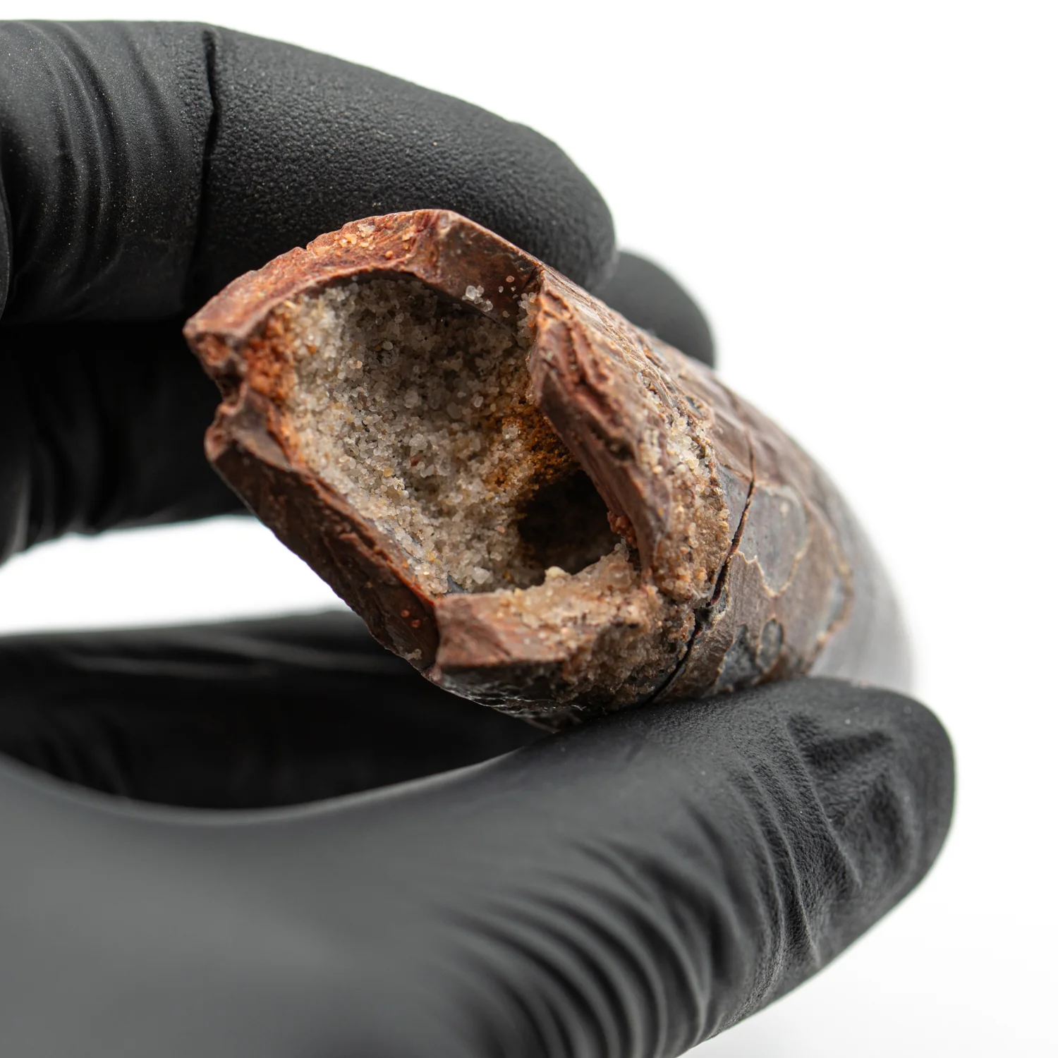Spinosaurus Tooth - SOLD 2.737" Natural Wear Fossil - Image 2
