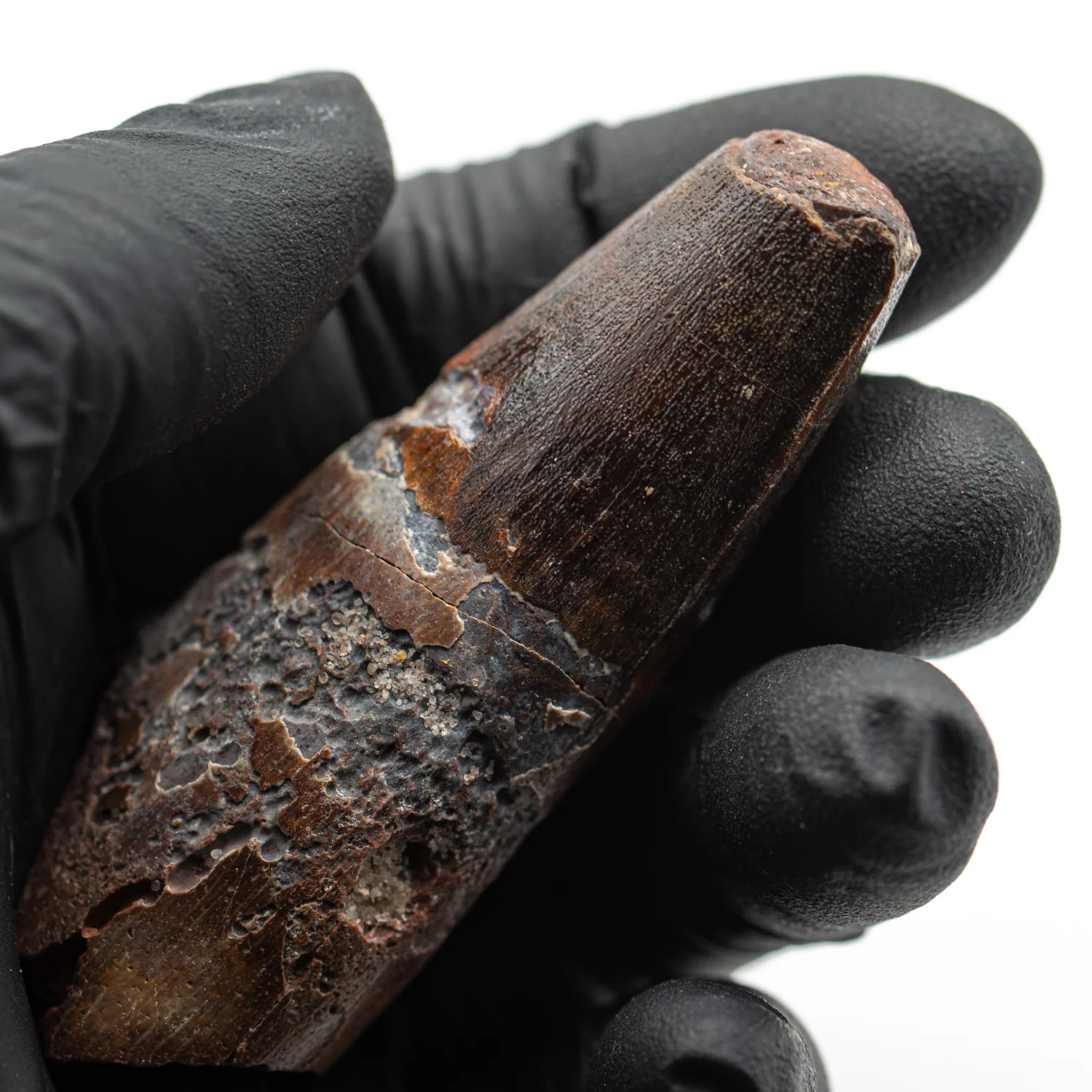 Spinosaurus Tooth - SOLD 2.737" Natural Wear Fossil - Image 3