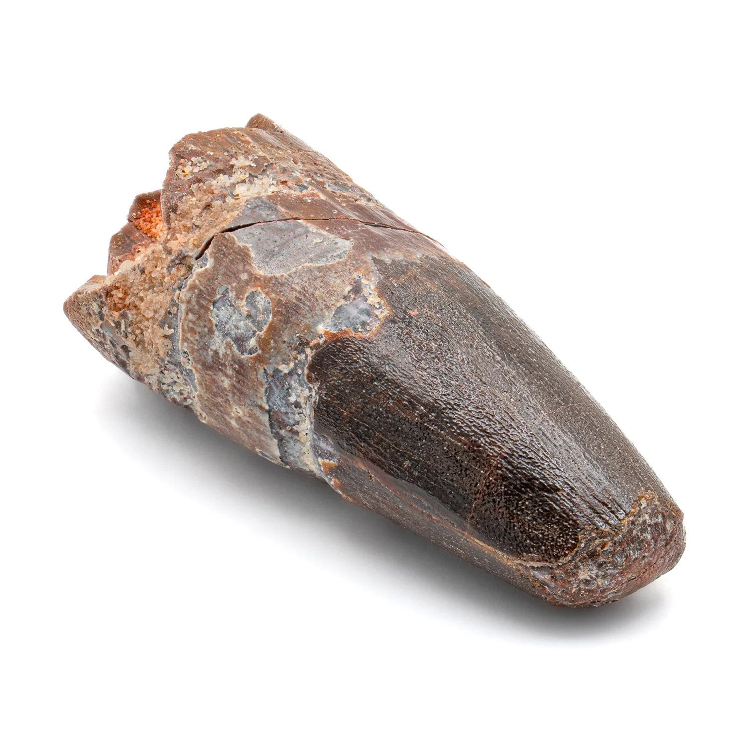 Spinosaurus Tooth - SOLD 2.737" Natural Wear Fossil - Image 4
