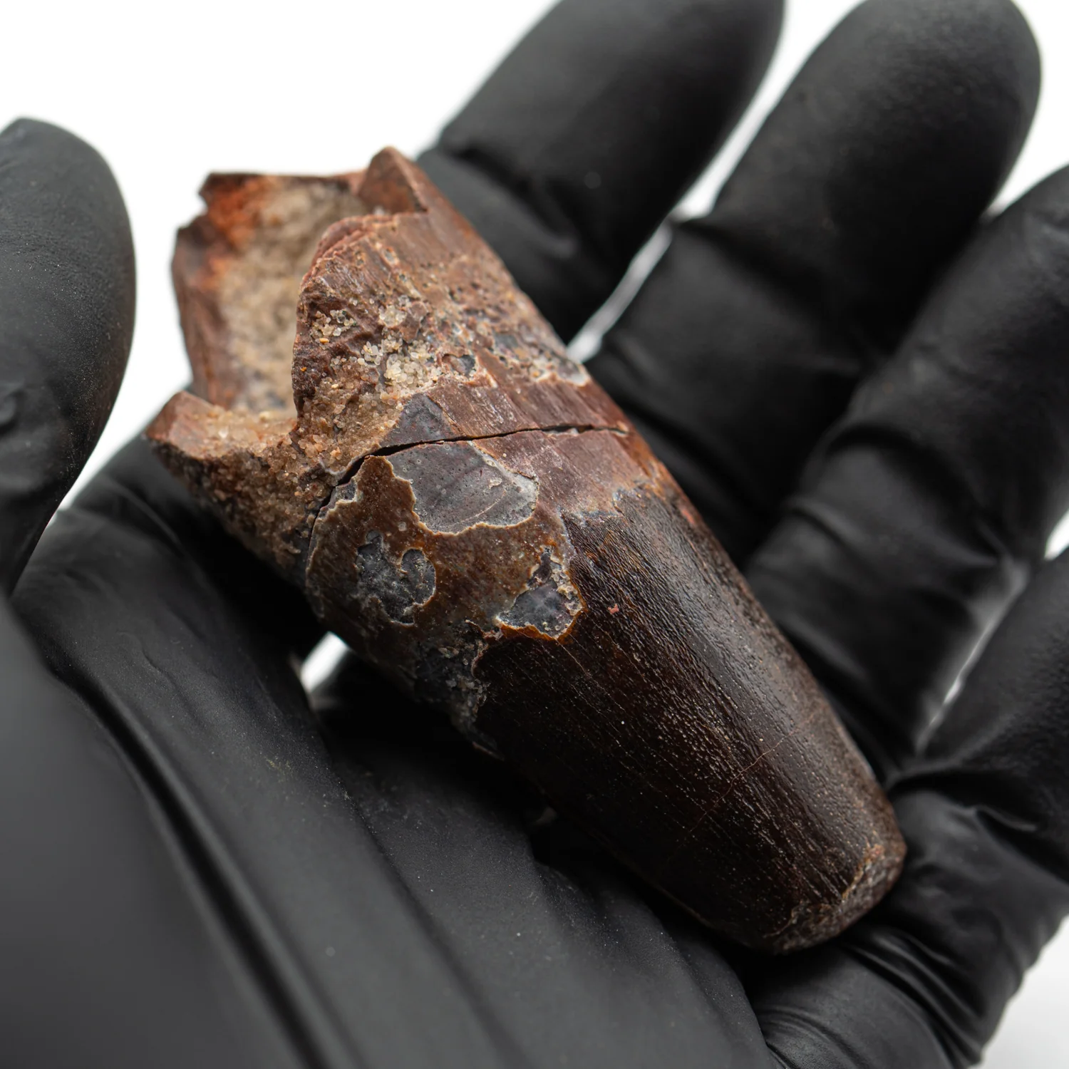 Spinosaurus Tooth - SOLD 2.737" Natural Wear Fossil - Image 5
