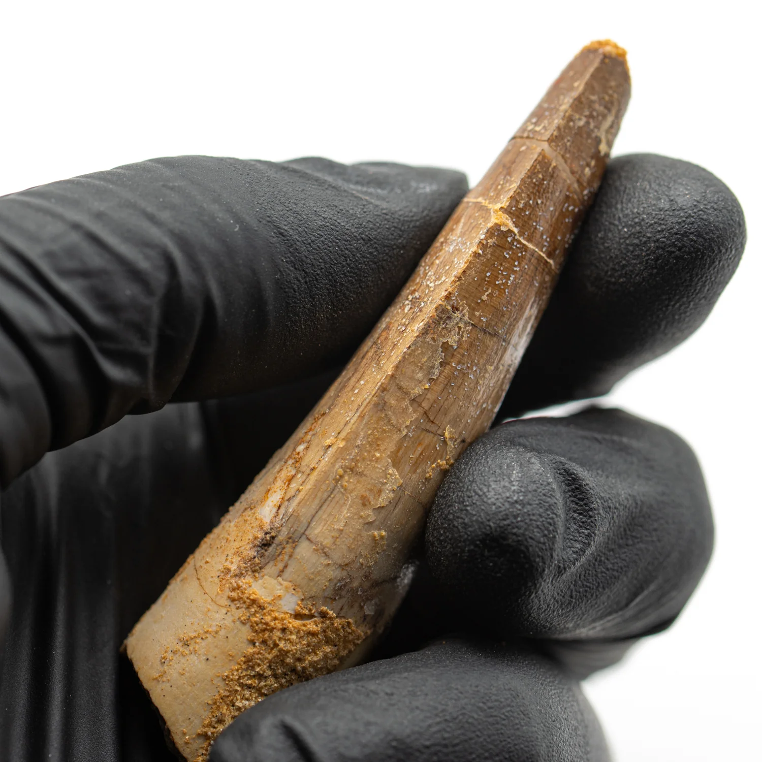 Spinosaurus Tooth - SOLD 2.772" Natural Wear Fossil